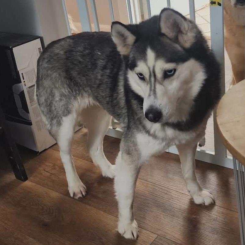 Gypsy, Adoptable, Adult Female Pomeranian & Siberian Husky.