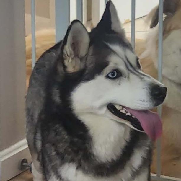 Gypsy, a Adoptable mixed breed in Cincinnati, OH image 2/4