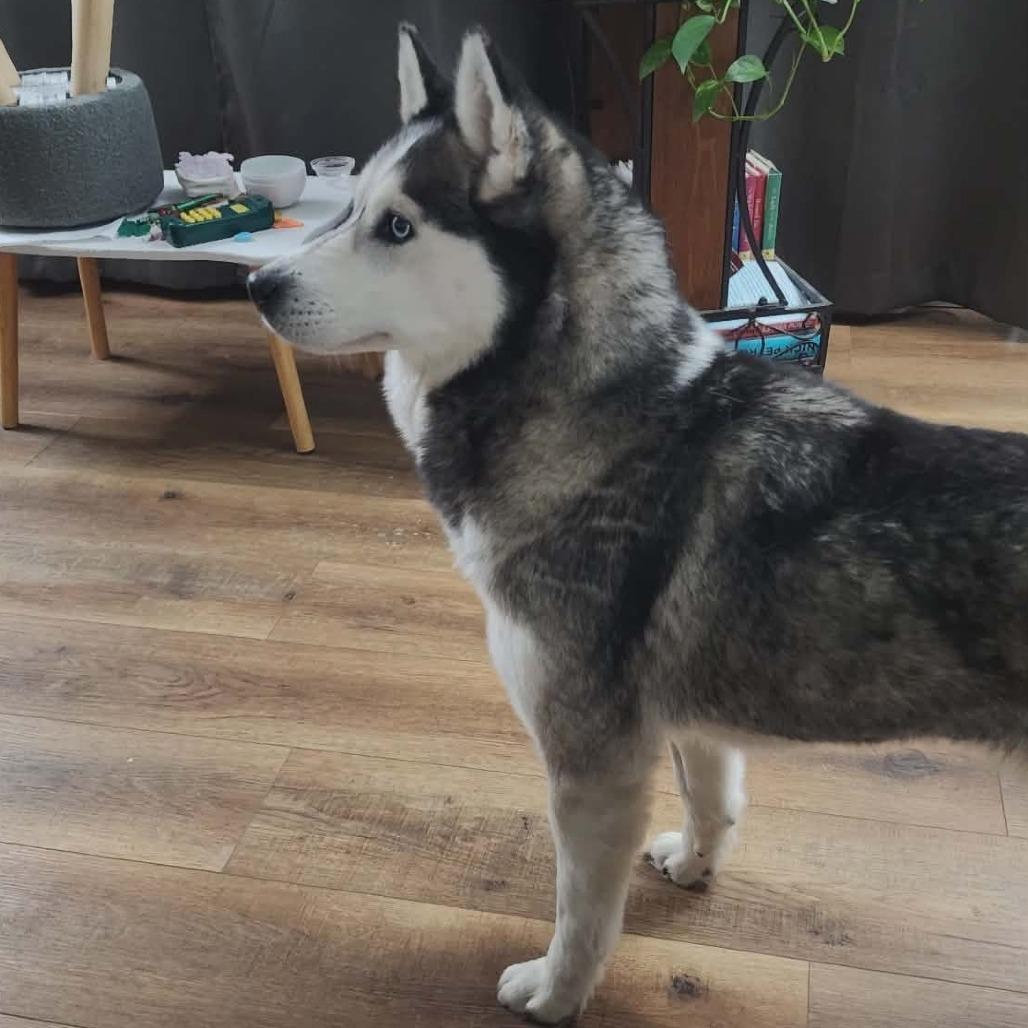 Gypsy, a Adoptable mixed breed in Cincinnati, OH image 3/4