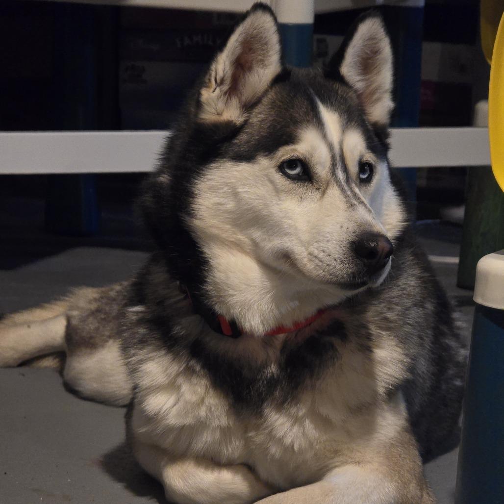 Gypsy, a Adoptable mixed breed in Cincinnati, OH image 4/4