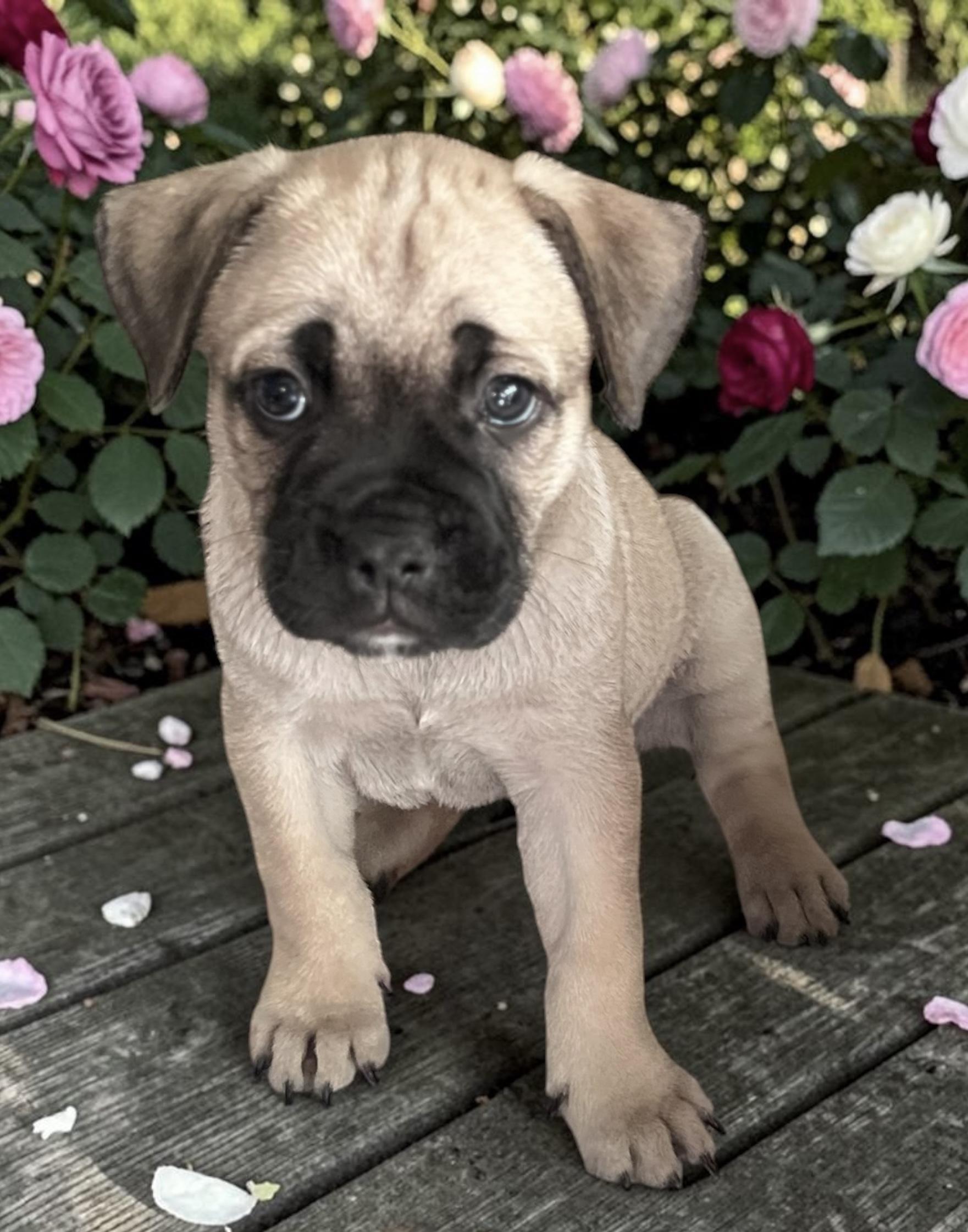 Domino, adopted, Puppy Male Pug & French Bulldog.