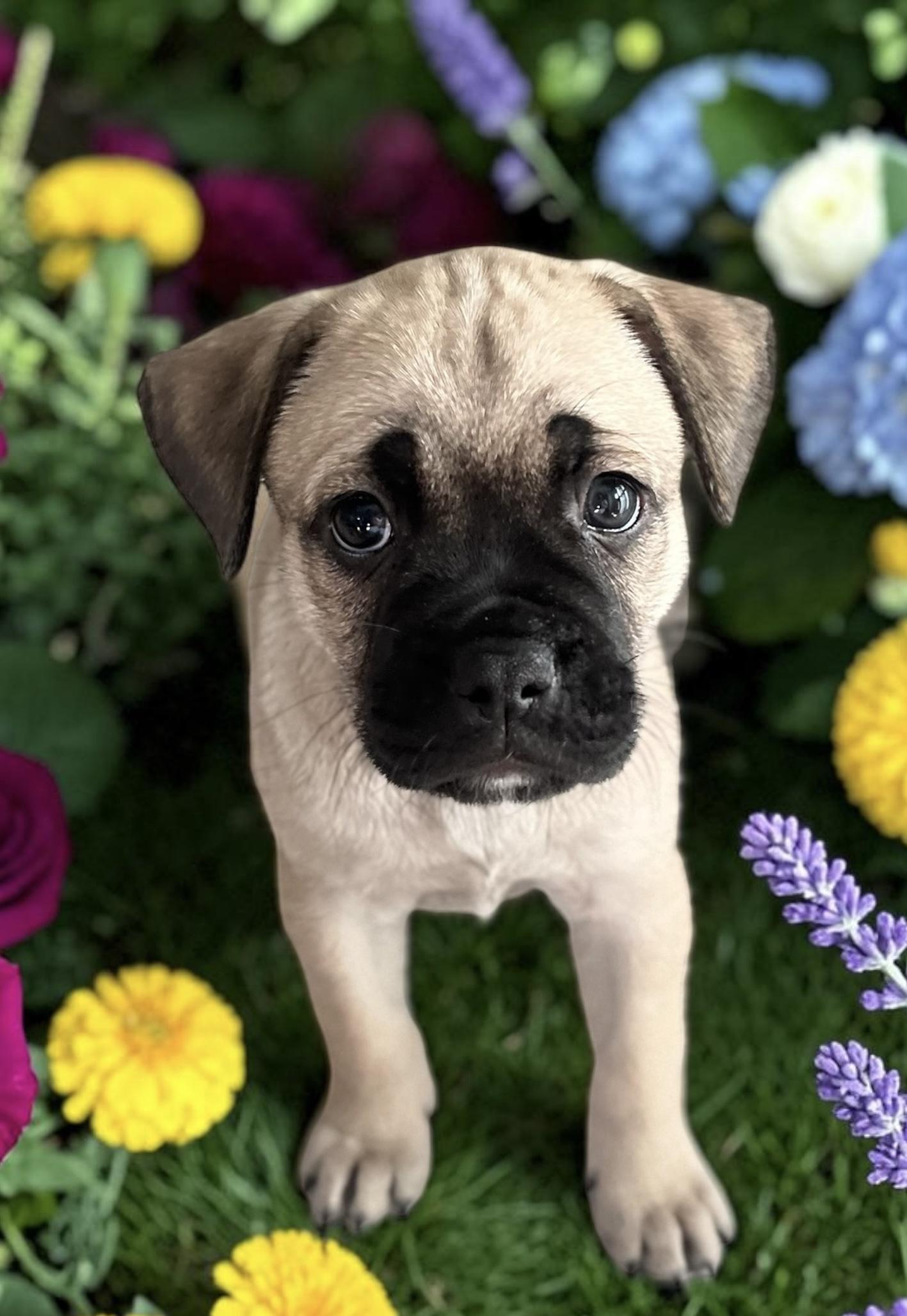 Domino, an adopted mixed breed in Los Angeles, CA image 2/3
