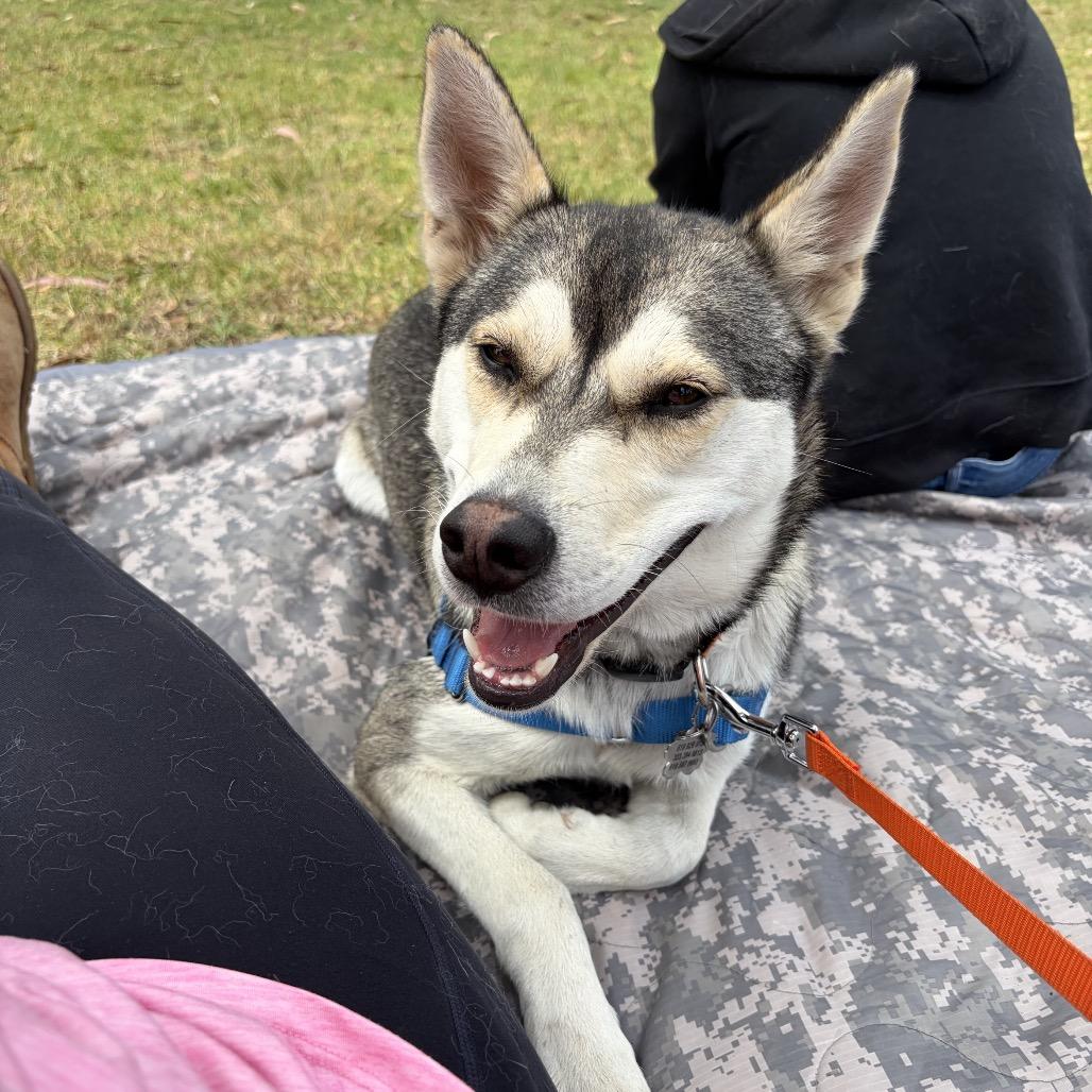 Noodles, Adoptable, Young Female Husky.