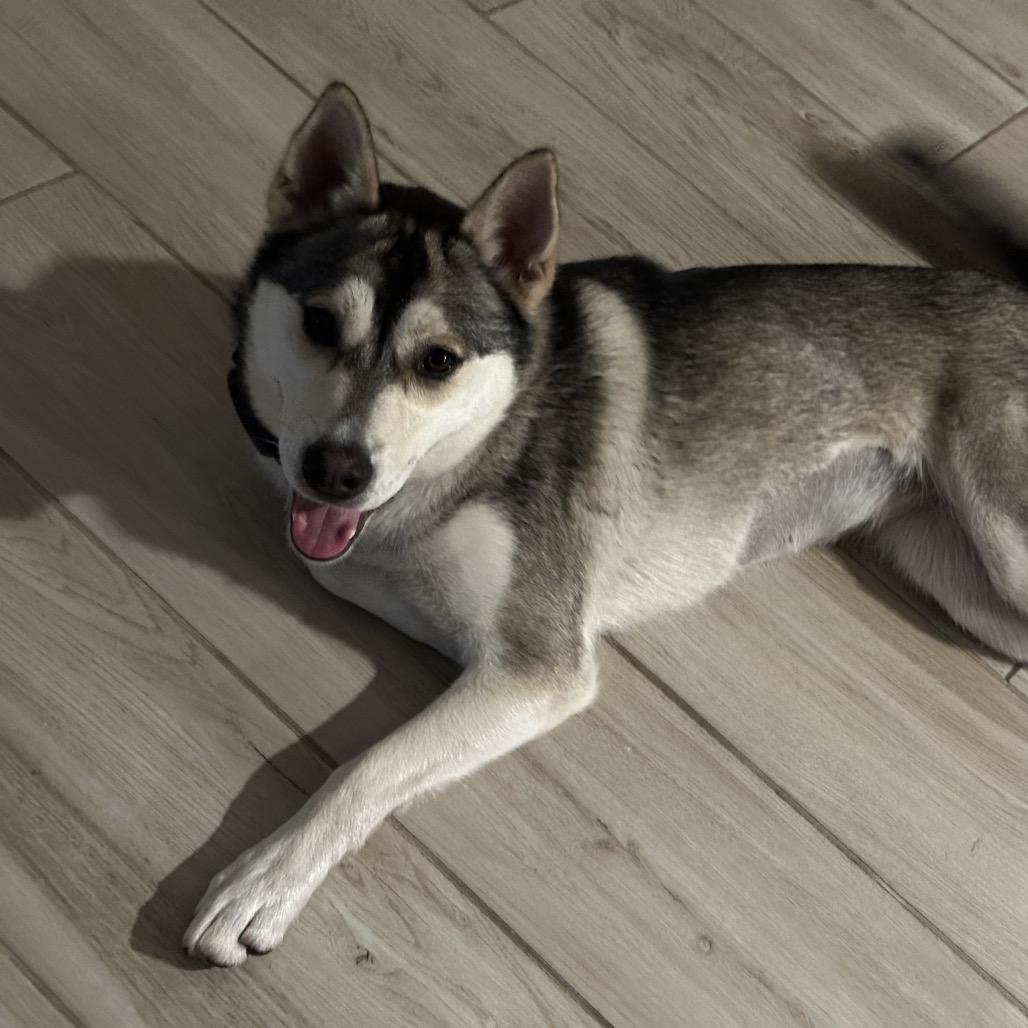 Enlarge Noodles, a Adoptable Husky in San Diego, CA image 1/5