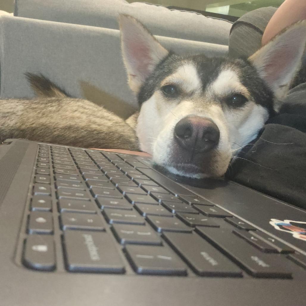 Noodles, a Adoptable Husky in San Diego, CA image 2/6