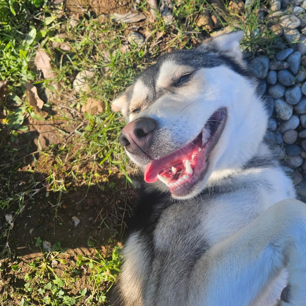 Noodles, a Adoptable Husky in San Diego, CA image 3/6
