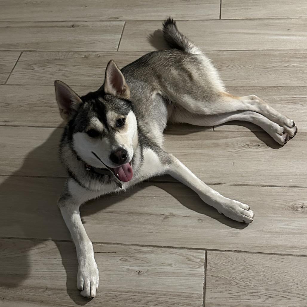 Enlarge Noodles, a Adoptable Husky in San Diego, CA image 4/5
