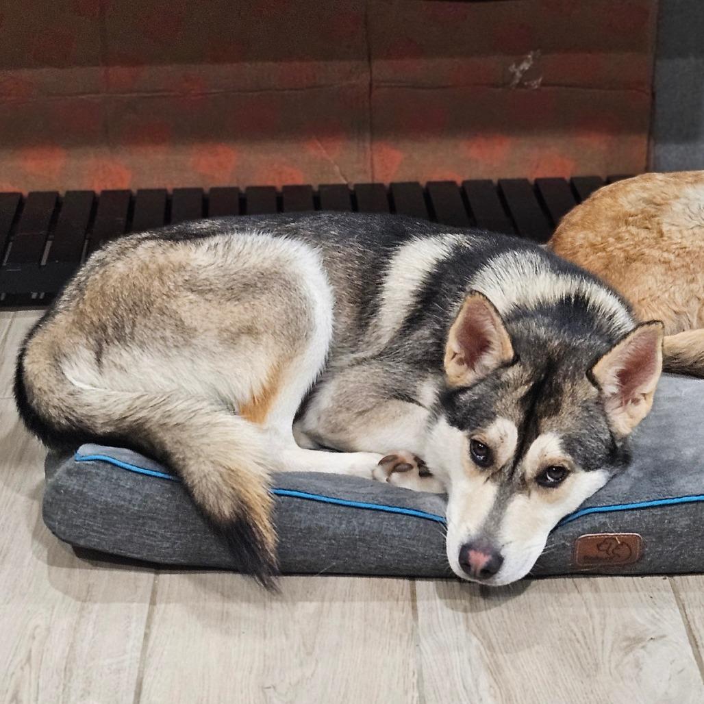 Noodles, a Adoptable Husky in San Diego, CA image 5/6