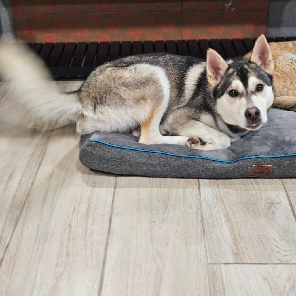 Noodles, a Adoptable Husky in San Diego, CA image 6/6