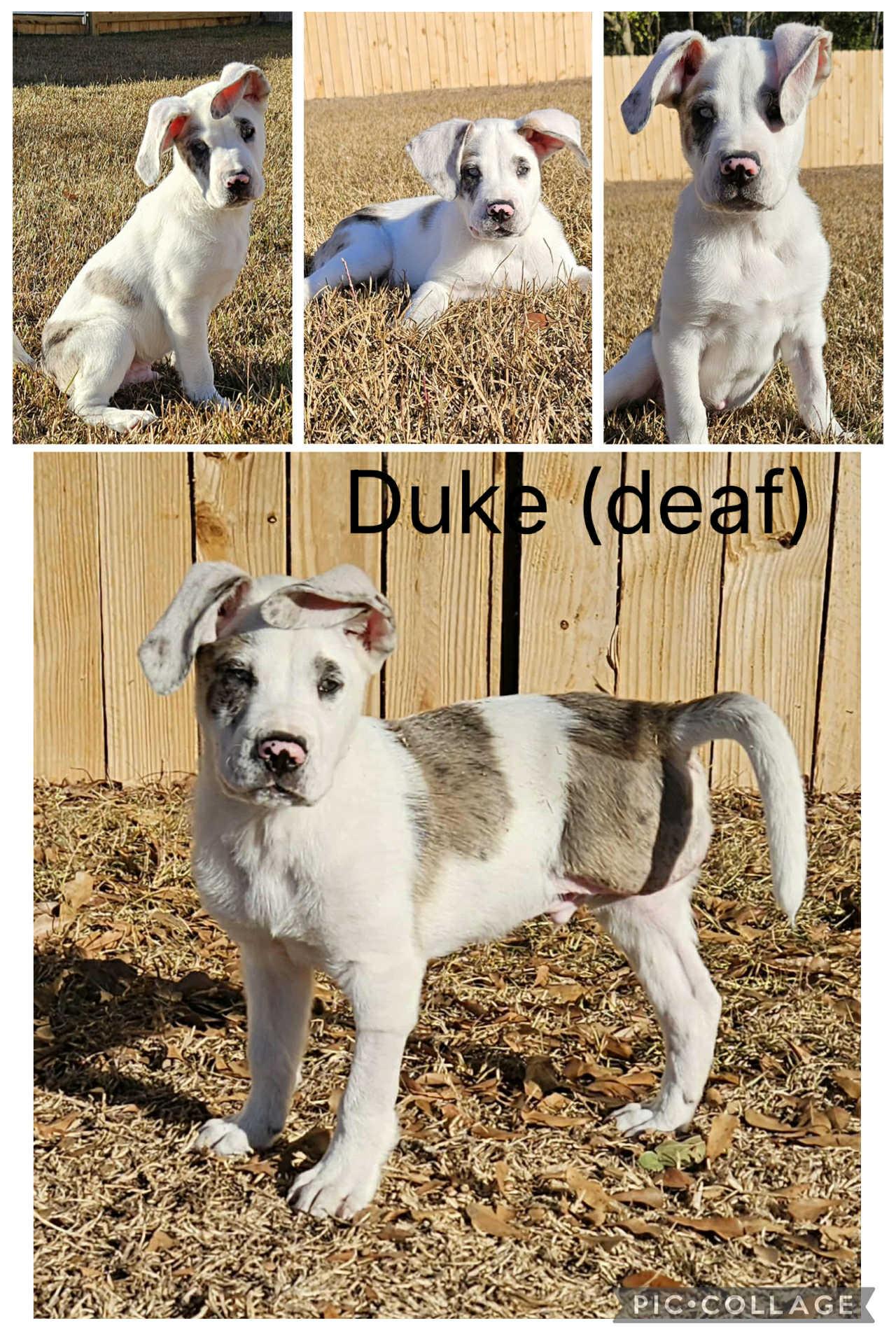 Duke