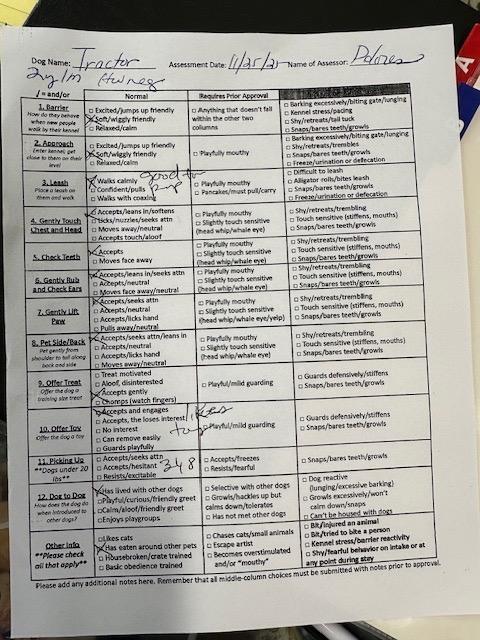 Tractor 25, Adoptable, Adult Male Mixed Breed & Hound.