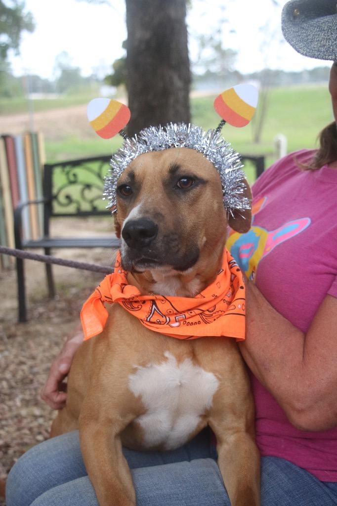 Enlarge Tractor 25, a Adoptable mixed breed in Brookhaven, MS image 1/4