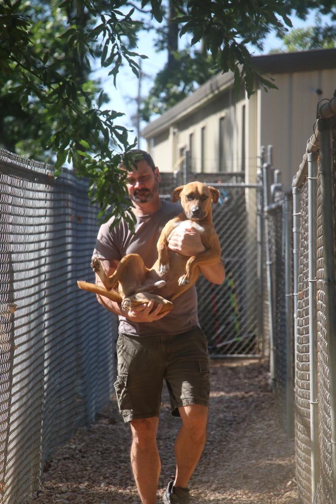 Enlarge Tractor 25, a Adoptable mixed breed in Brookhaven, MS image 2/5