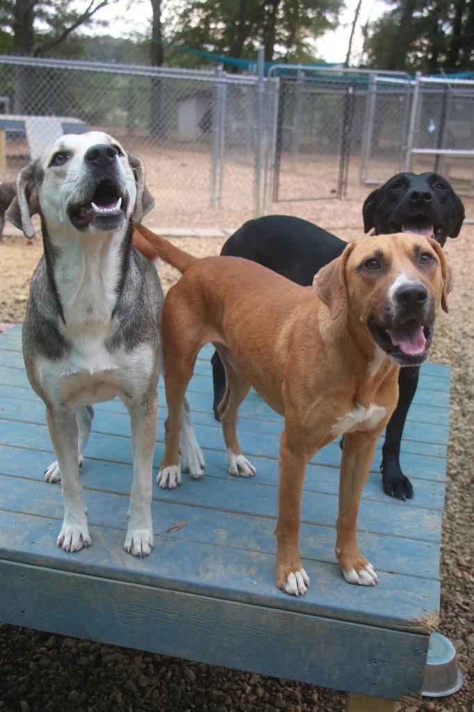 Enlarge Tractor 25, a Adoptable mixed breed in Brookhaven, MS image 3/4