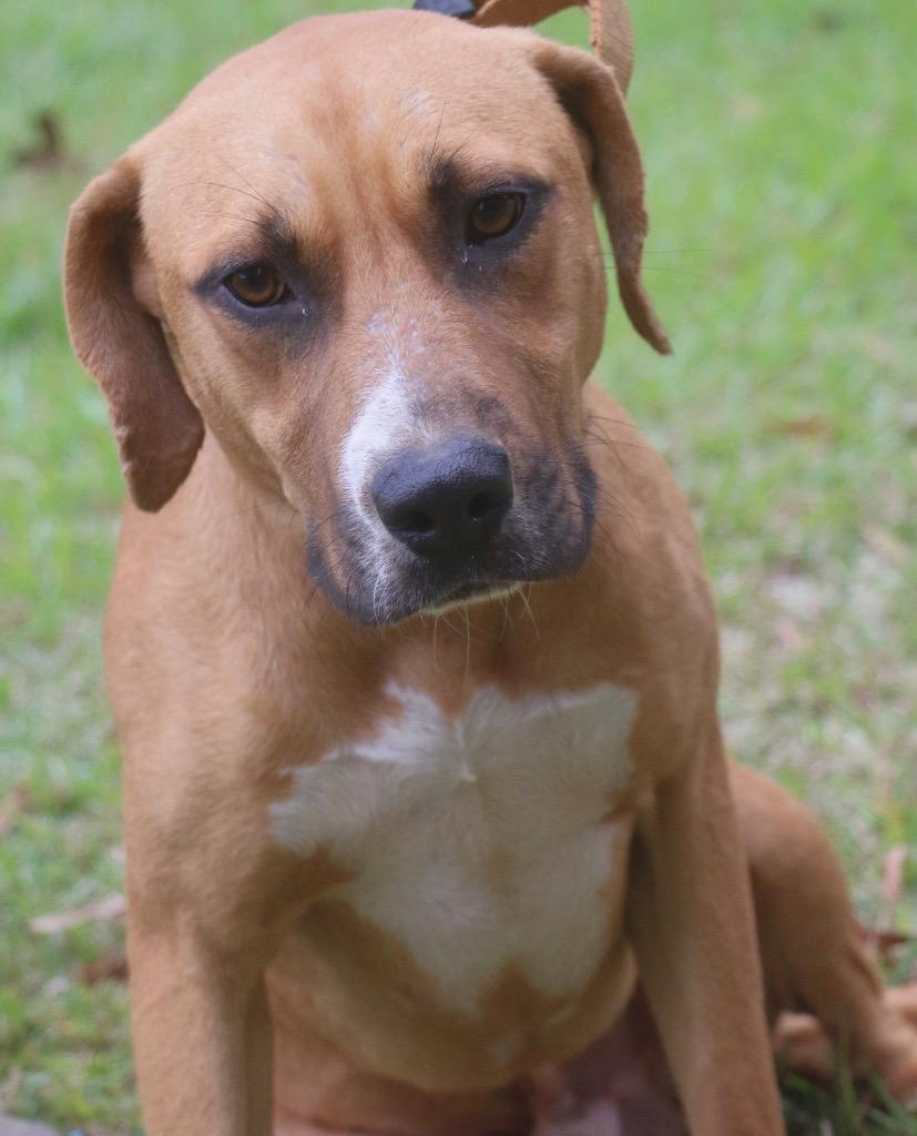 Enlarge Tractor 25, a Adoptable mixed breed in Brookhaven, MS image 3/4