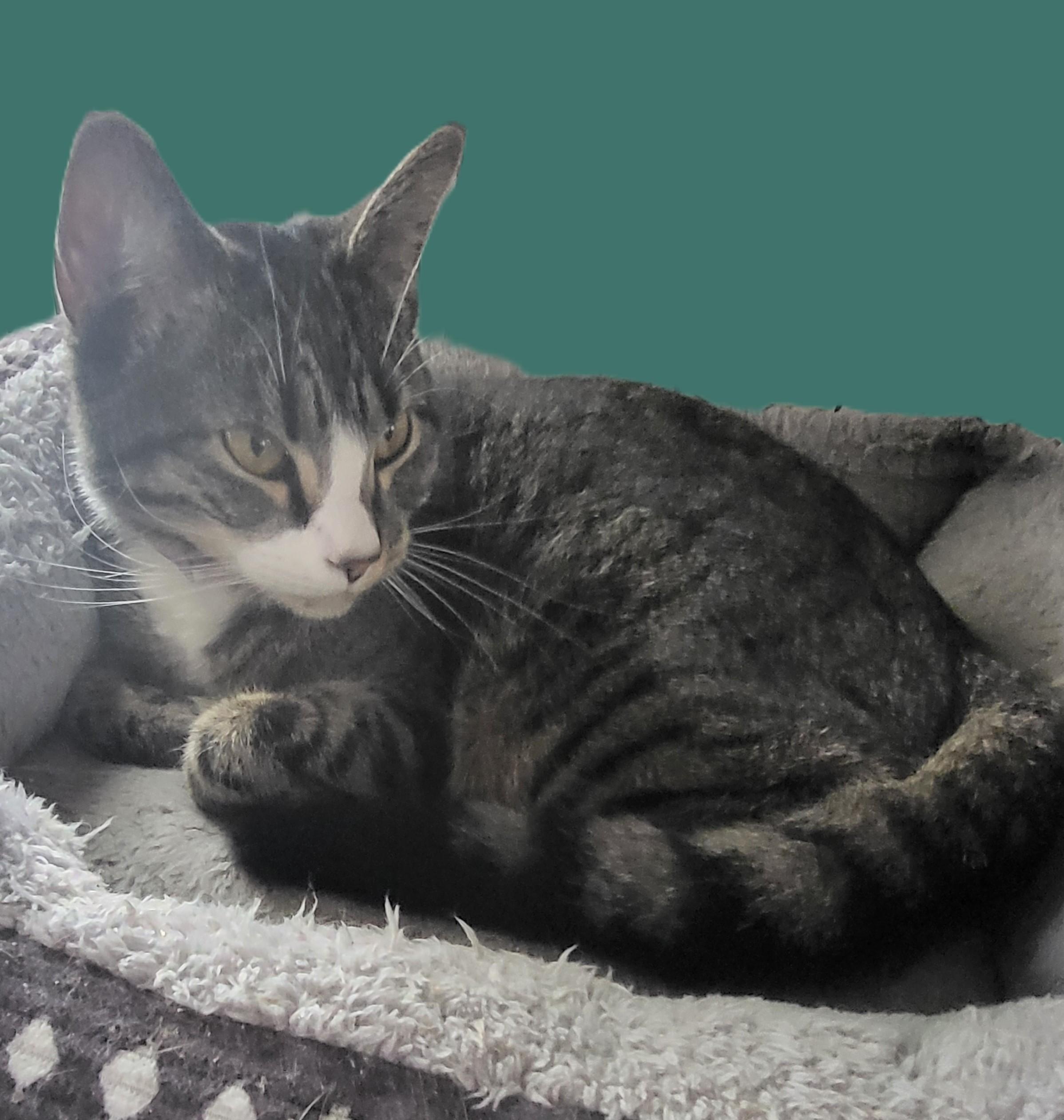 Big Boi & Quinnie, Adopted, Adult Male American Shorthair.