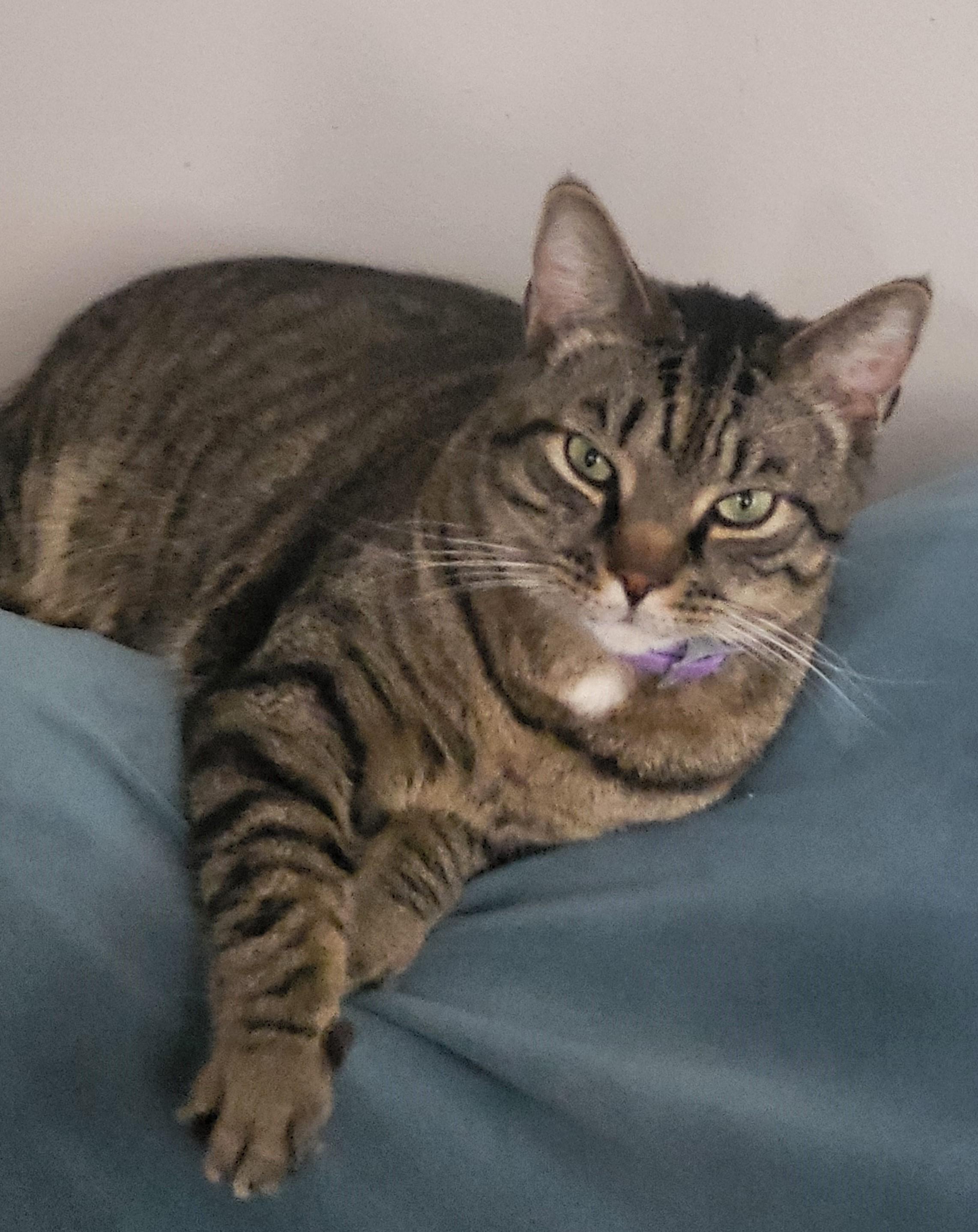 Enlarge Big Boi & Quinnie, a Adopted American Shorthair in Bennington, VT image 2/2