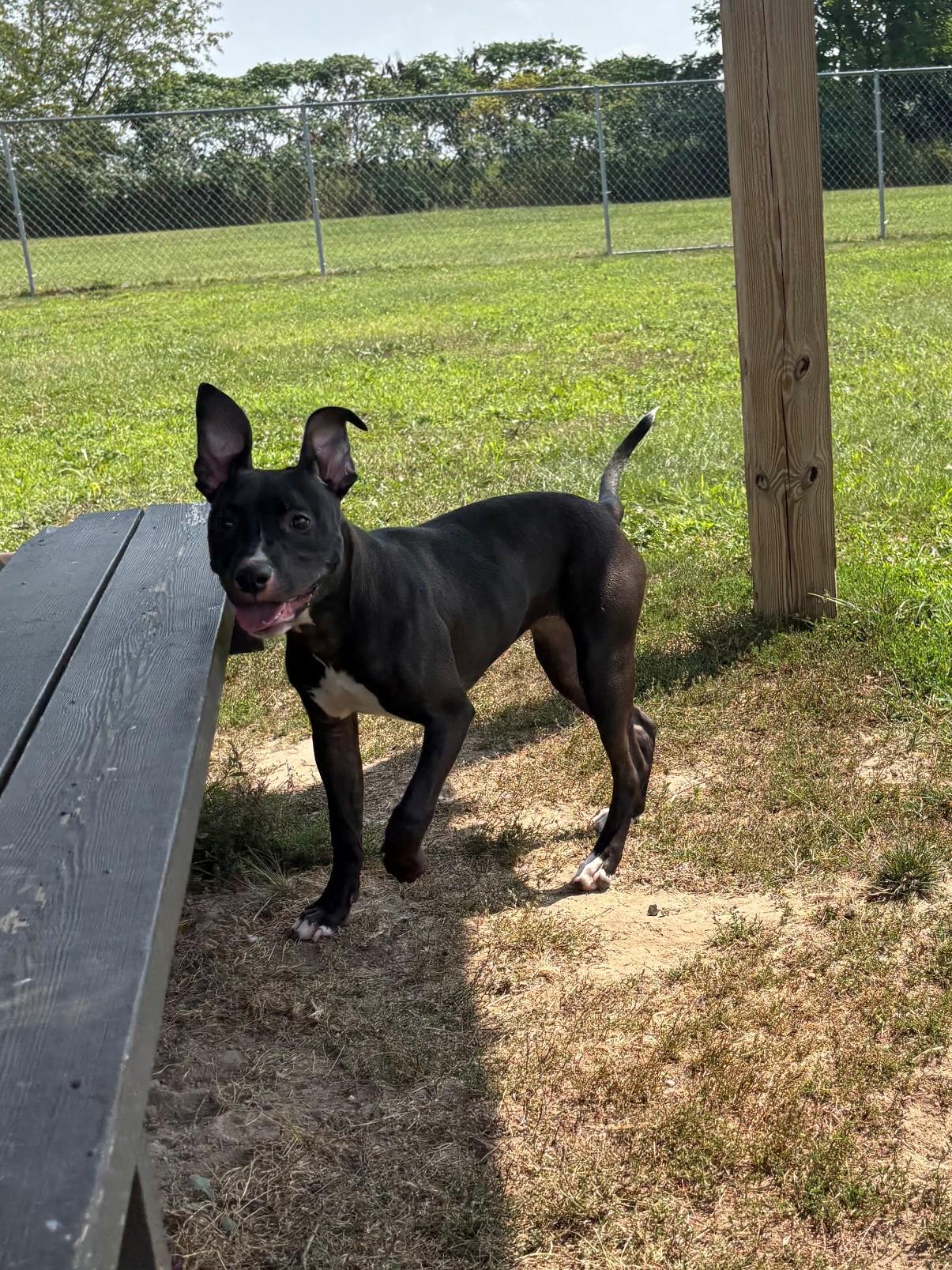 Enlarge Zoe, a ADOPTABLE Mixed Breed in Ionia, MI image 6/6