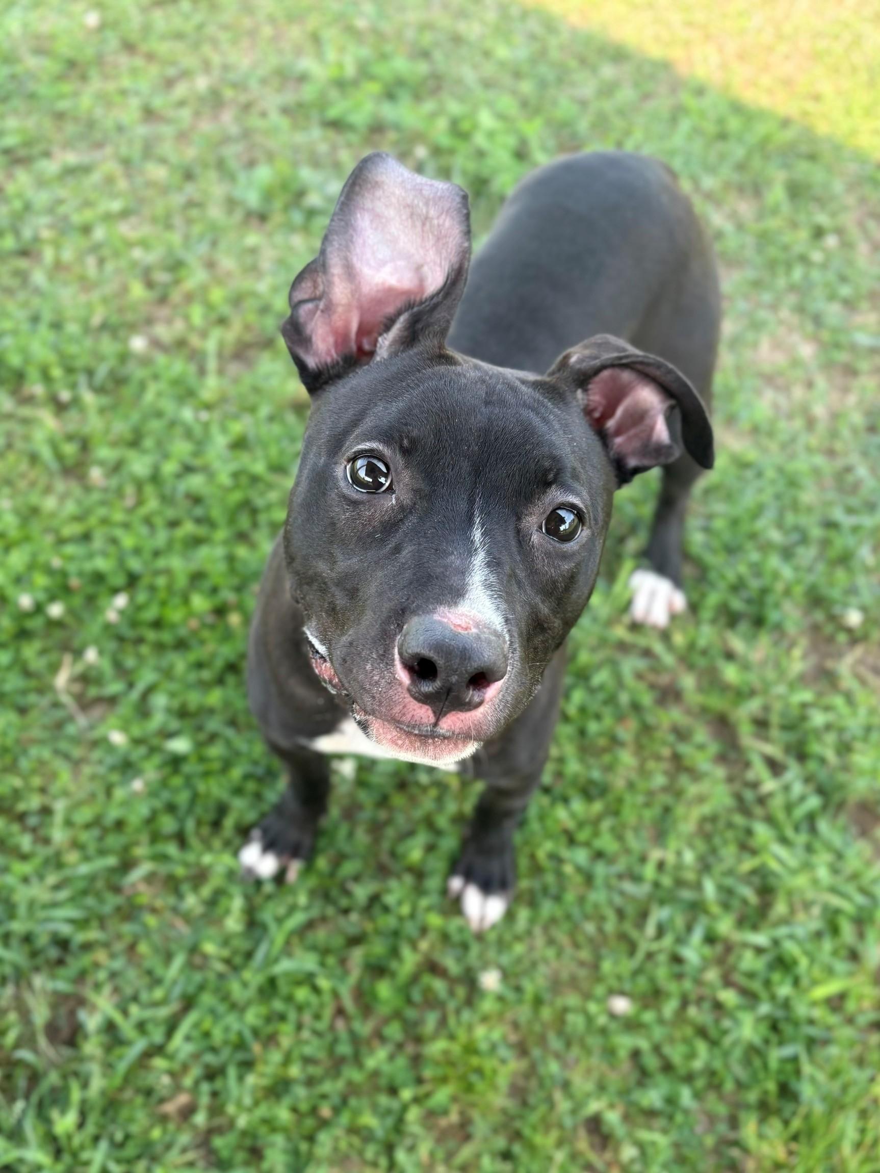 Enlarge Zoe, a ADOPTABLE Mixed Breed in Ionia, MI image 2/6
