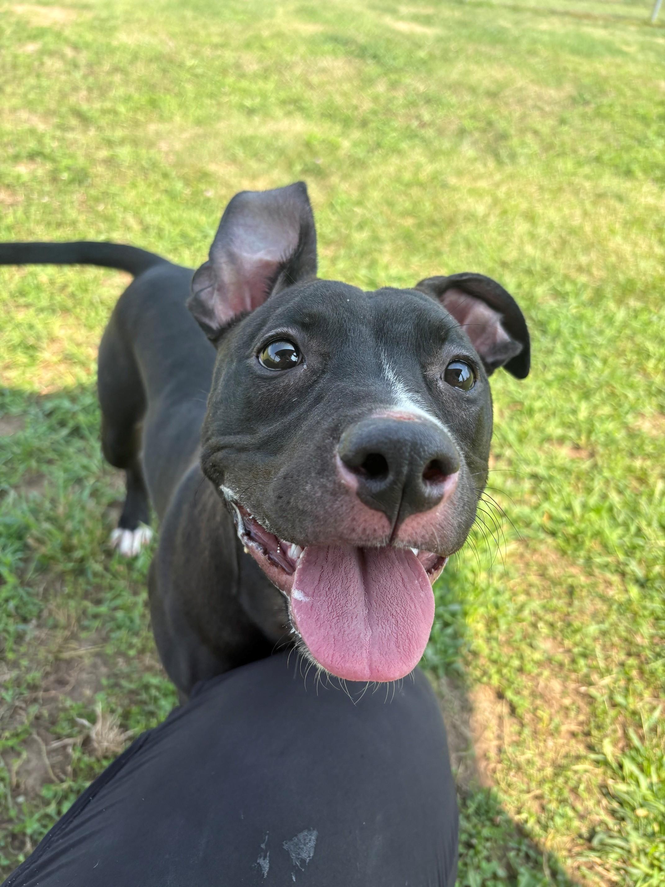 Enlarge Zoe, a ADOPTABLE Mixed Breed in Ionia, MI image 3/6