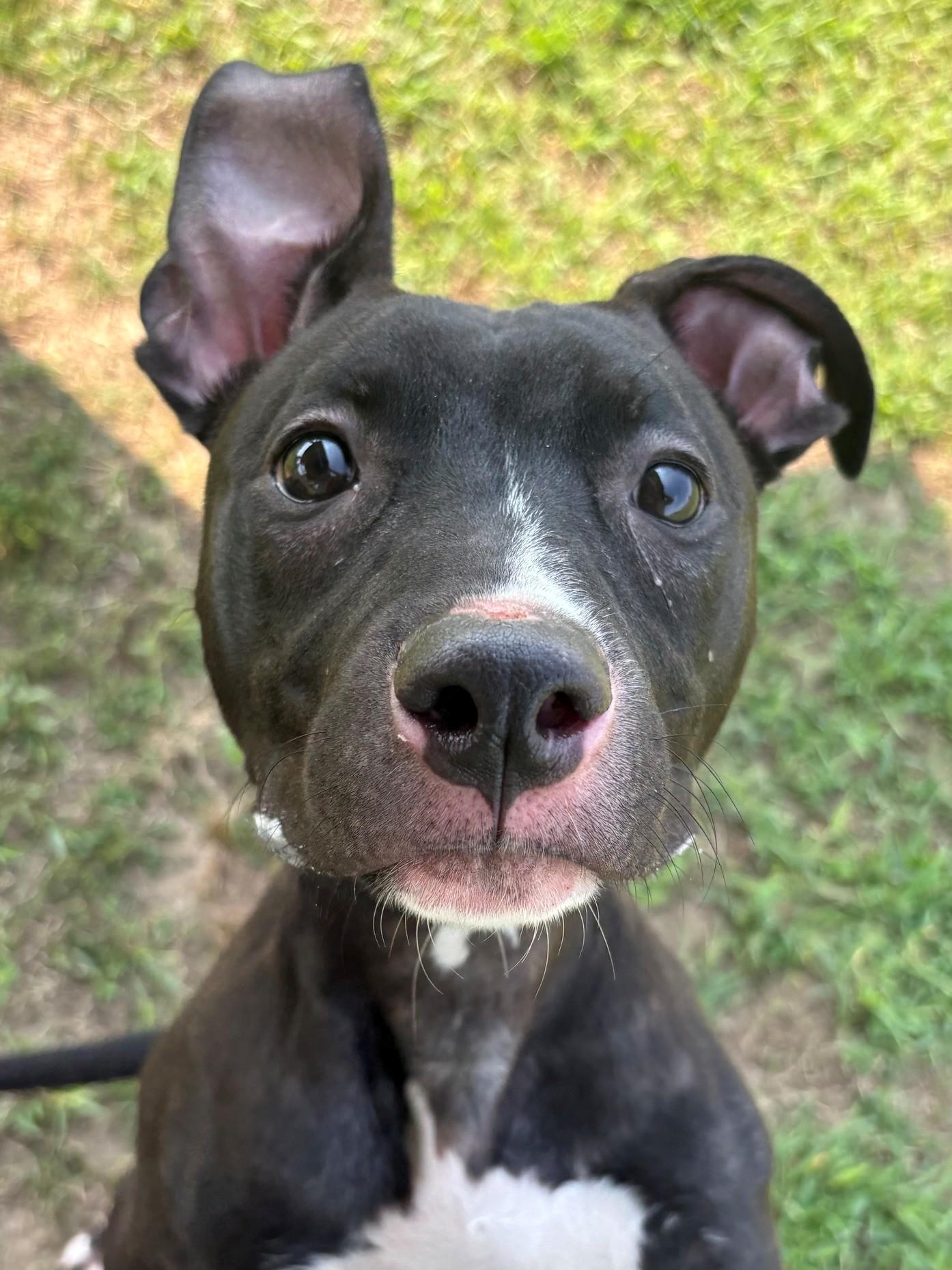 Zoe, ADOPTABLE, Puppy Female Mixed Breed.