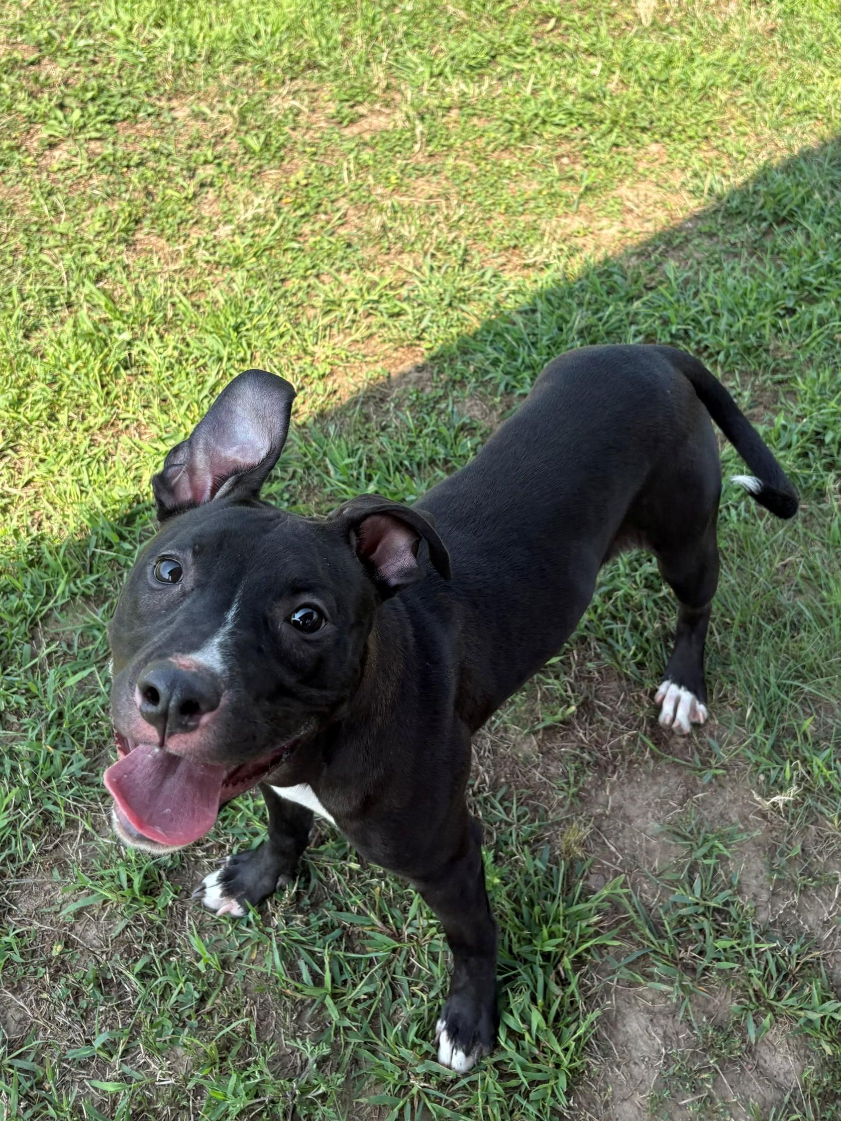 Enlarge Zoe, a ADOPTABLE Mixed Breed in Ionia, MI image 4/6