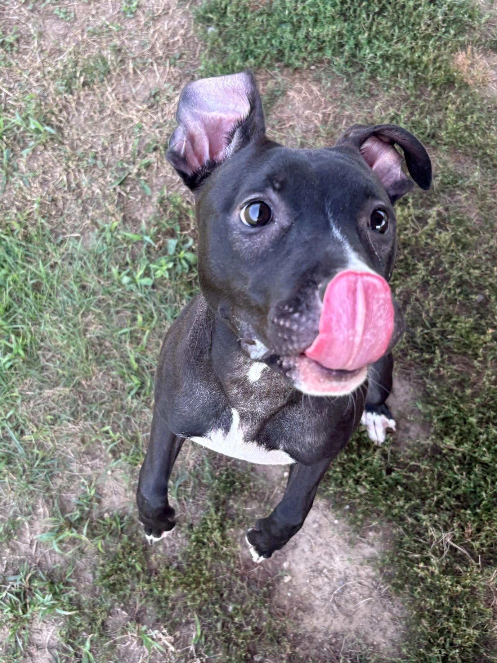 Enlarge Zoe, a ADOPTABLE Mixed Breed in Ionia, MI image 5/6