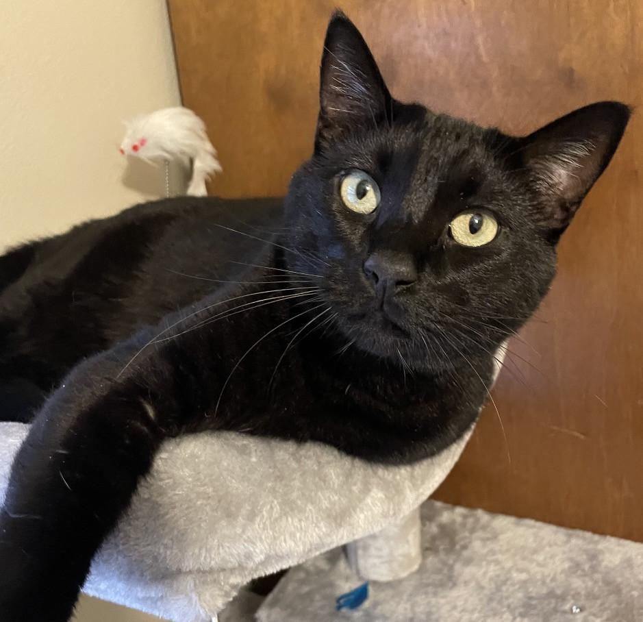 Enlarge Gray & Bean, a ADOPTABLE Domestic Medium Hair in Manitou Springs, CO image 2/4