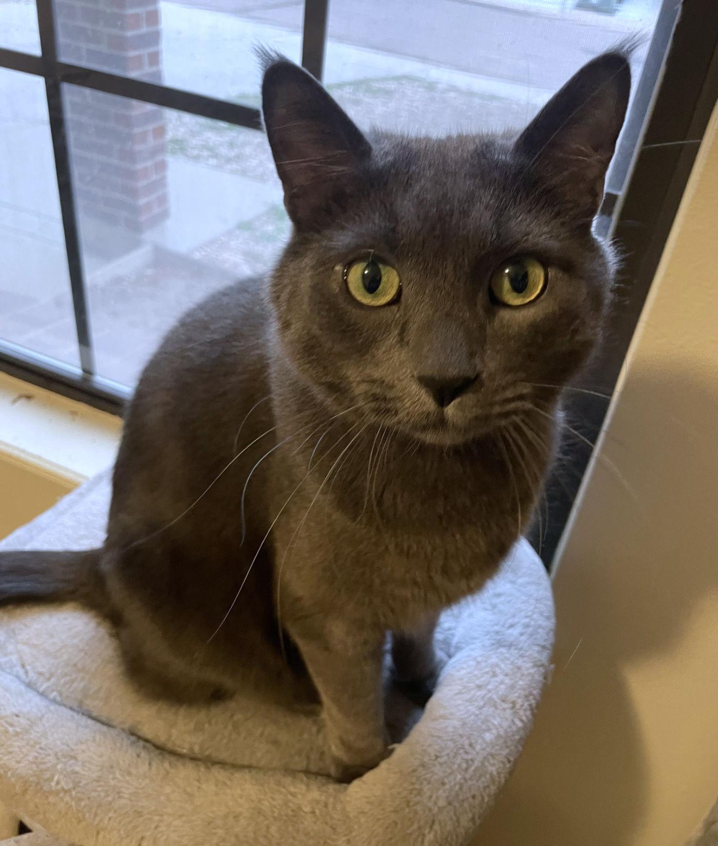 Enlarge Gray & Bean, a ADOPTABLE Domestic Medium Hair in Manitou Springs, CO image 3/4
