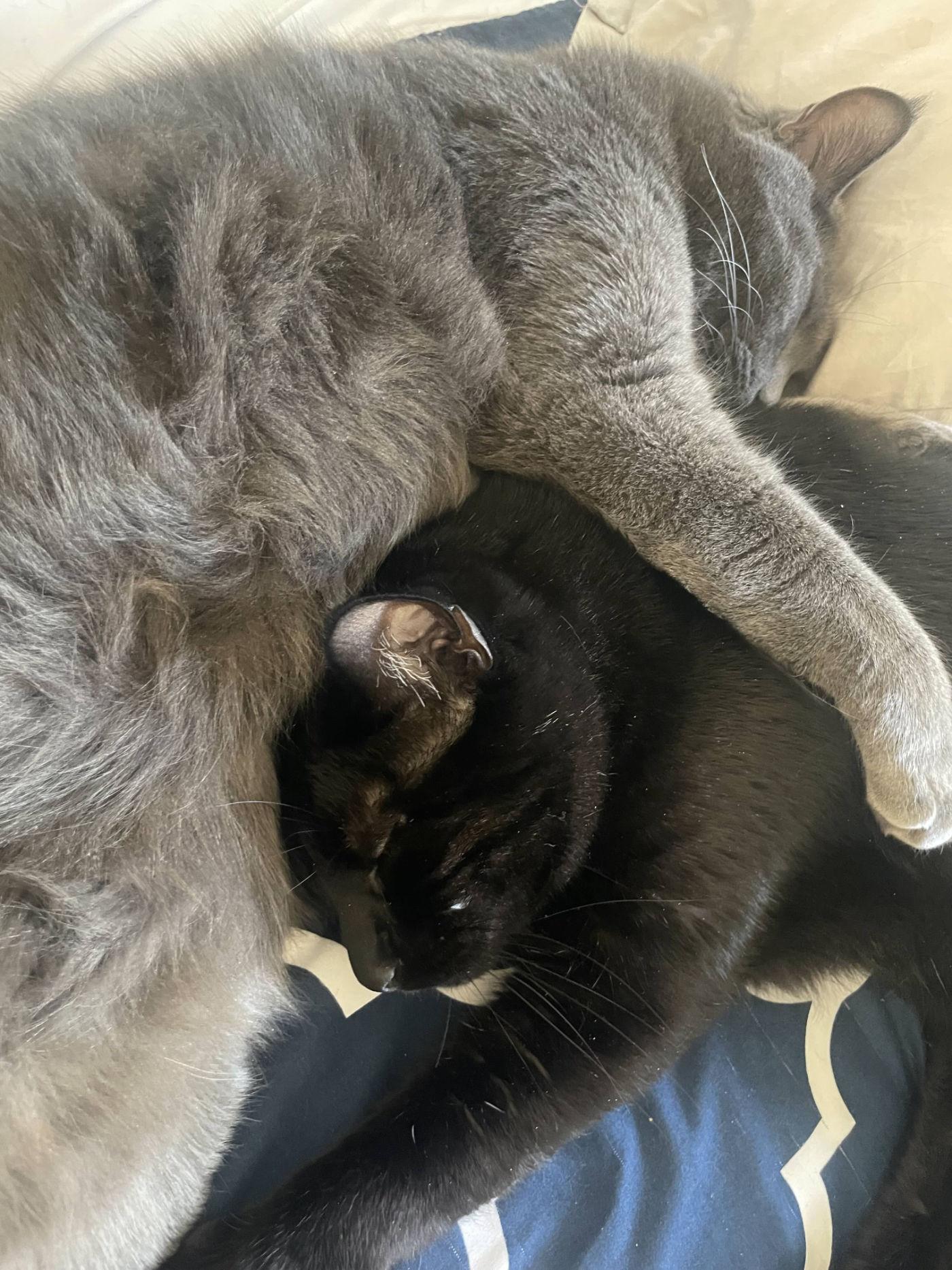 Enlarge Gray & Bean, a ADOPTABLE Domestic Medium Hair in Manitou Springs, CO image 4/4
