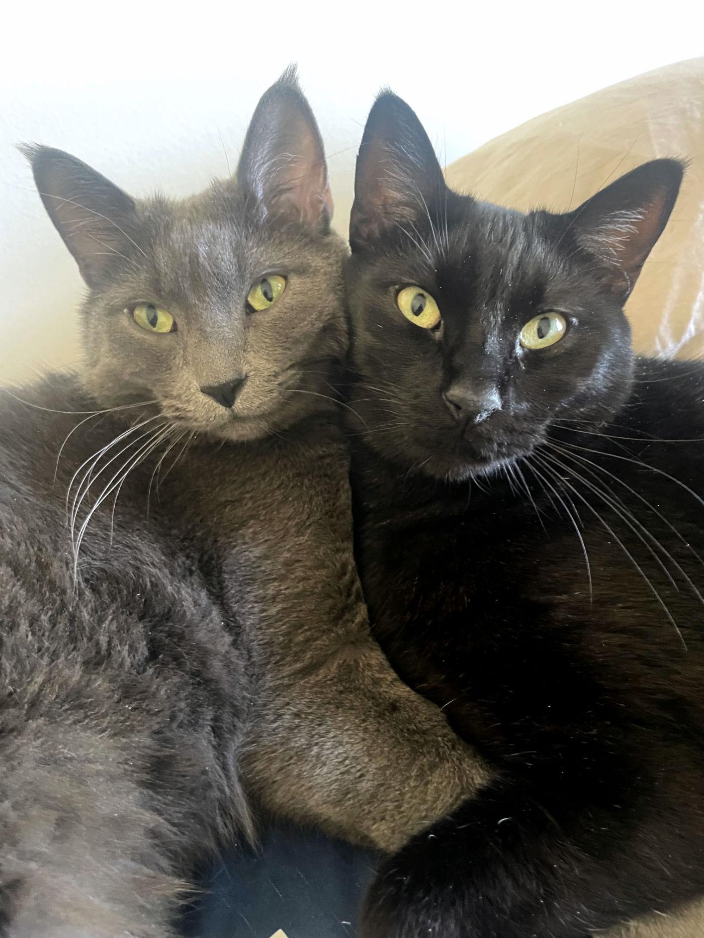 Gray & Bean, ADOPTABLE, Adult Male Domestic Medium Hair.