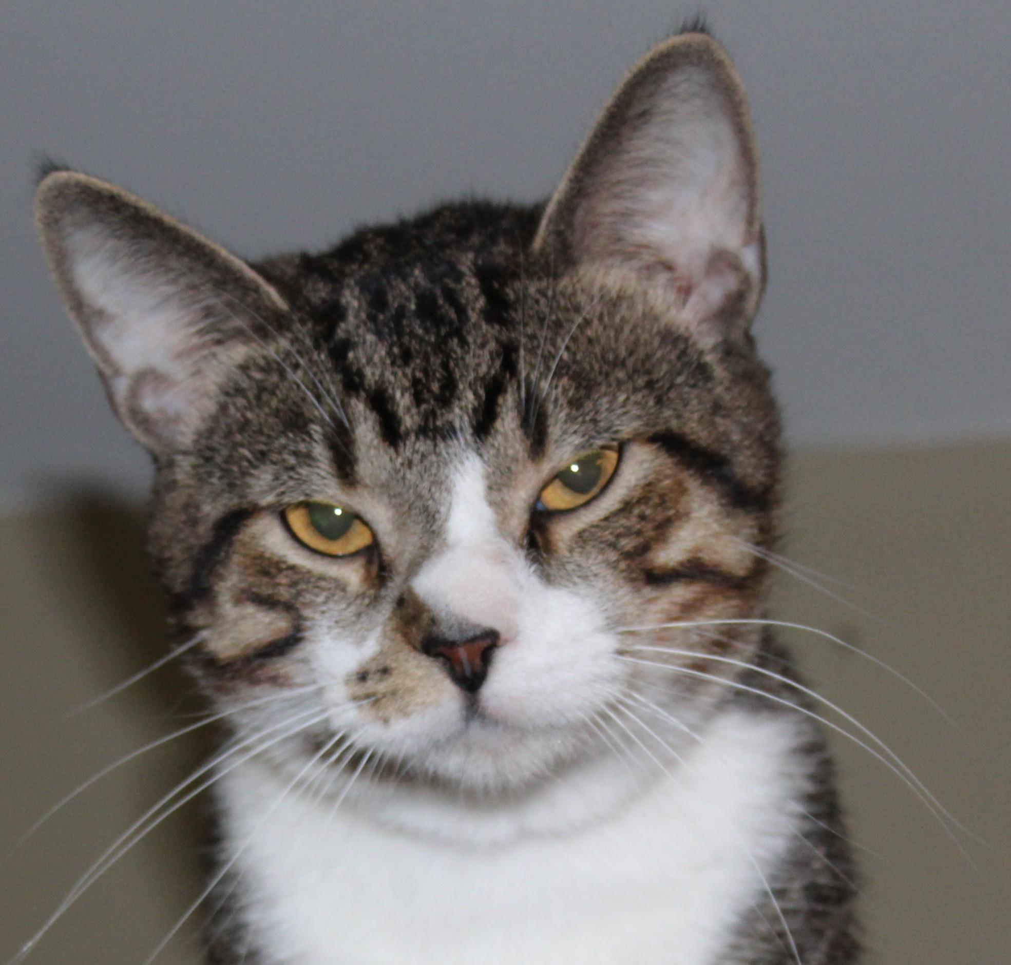 Enlarge Tanner, a Adoptable mixed breed in Huron, SD image 2/5