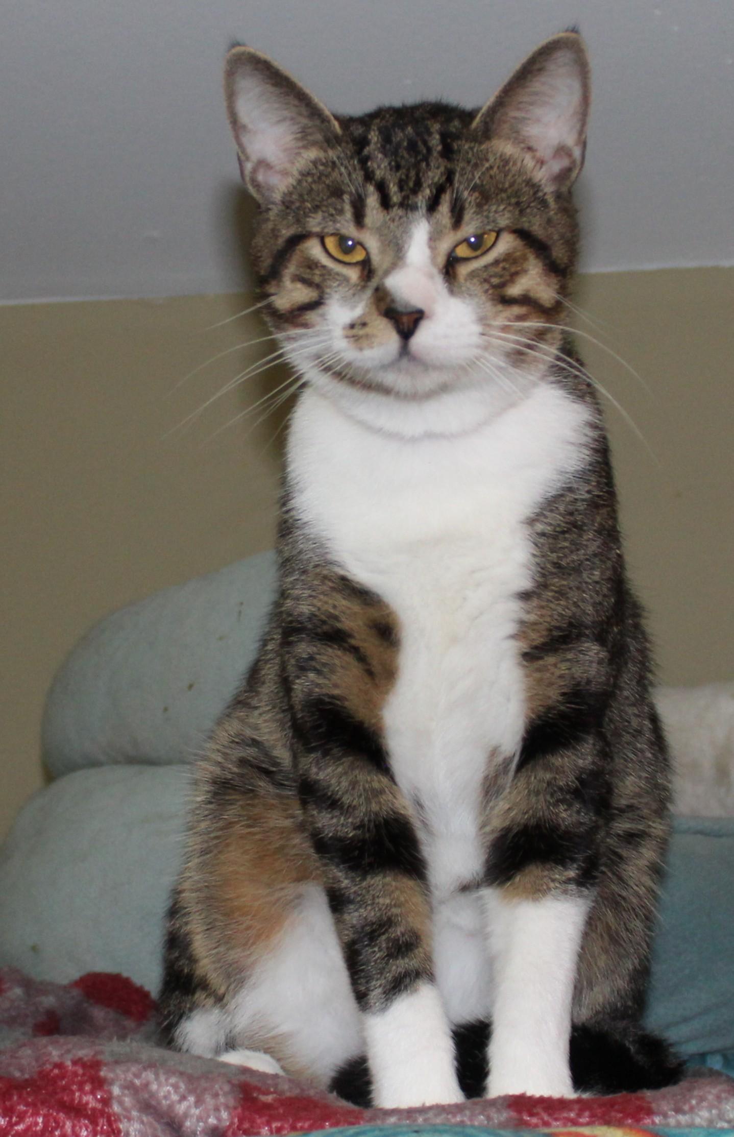 Enlarge Tanner, a Adoptable mixed breed in Huron, SD image 3/5