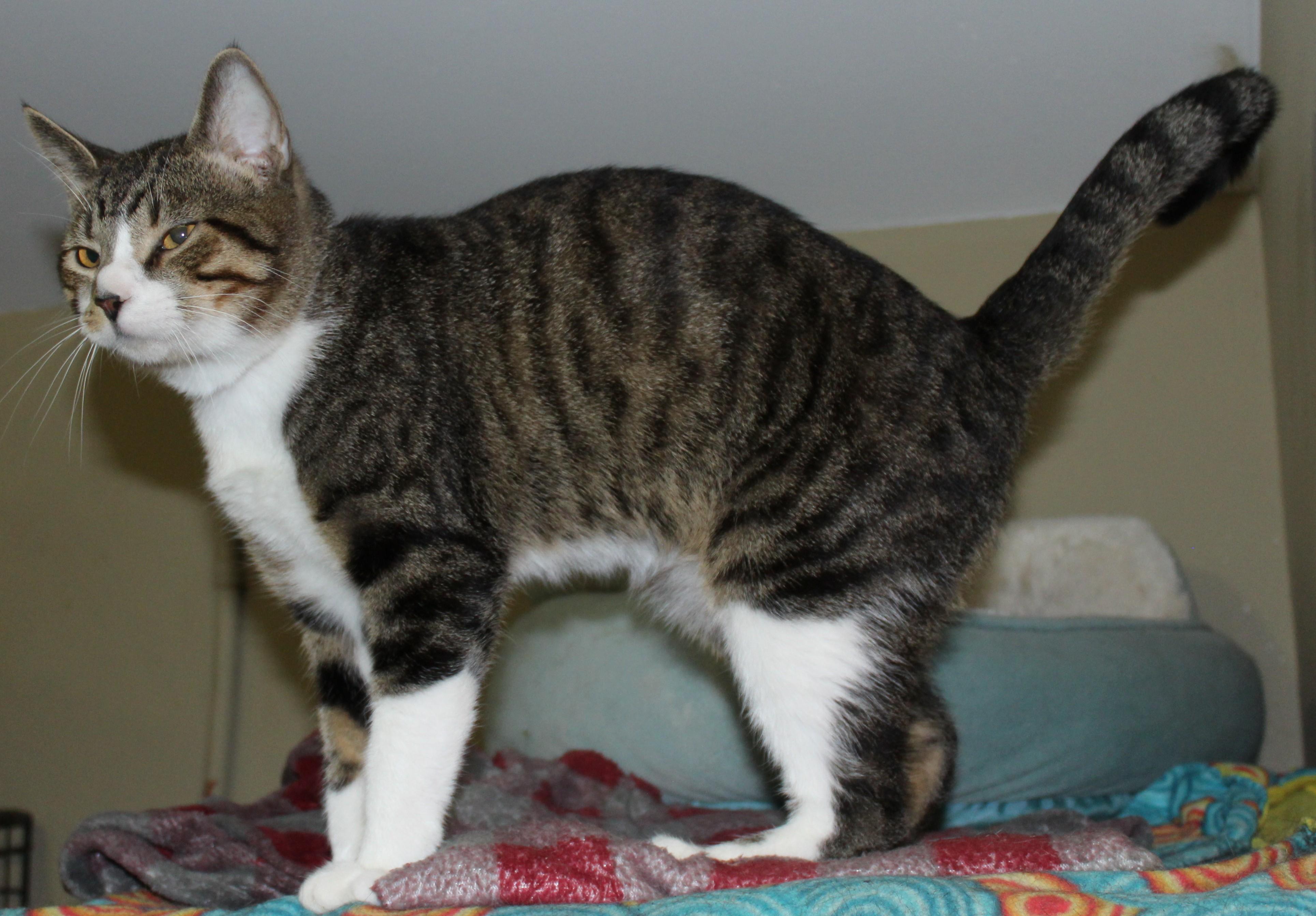 Enlarge Tanner, a Adoptable mixed breed in Huron, SD image 5/5