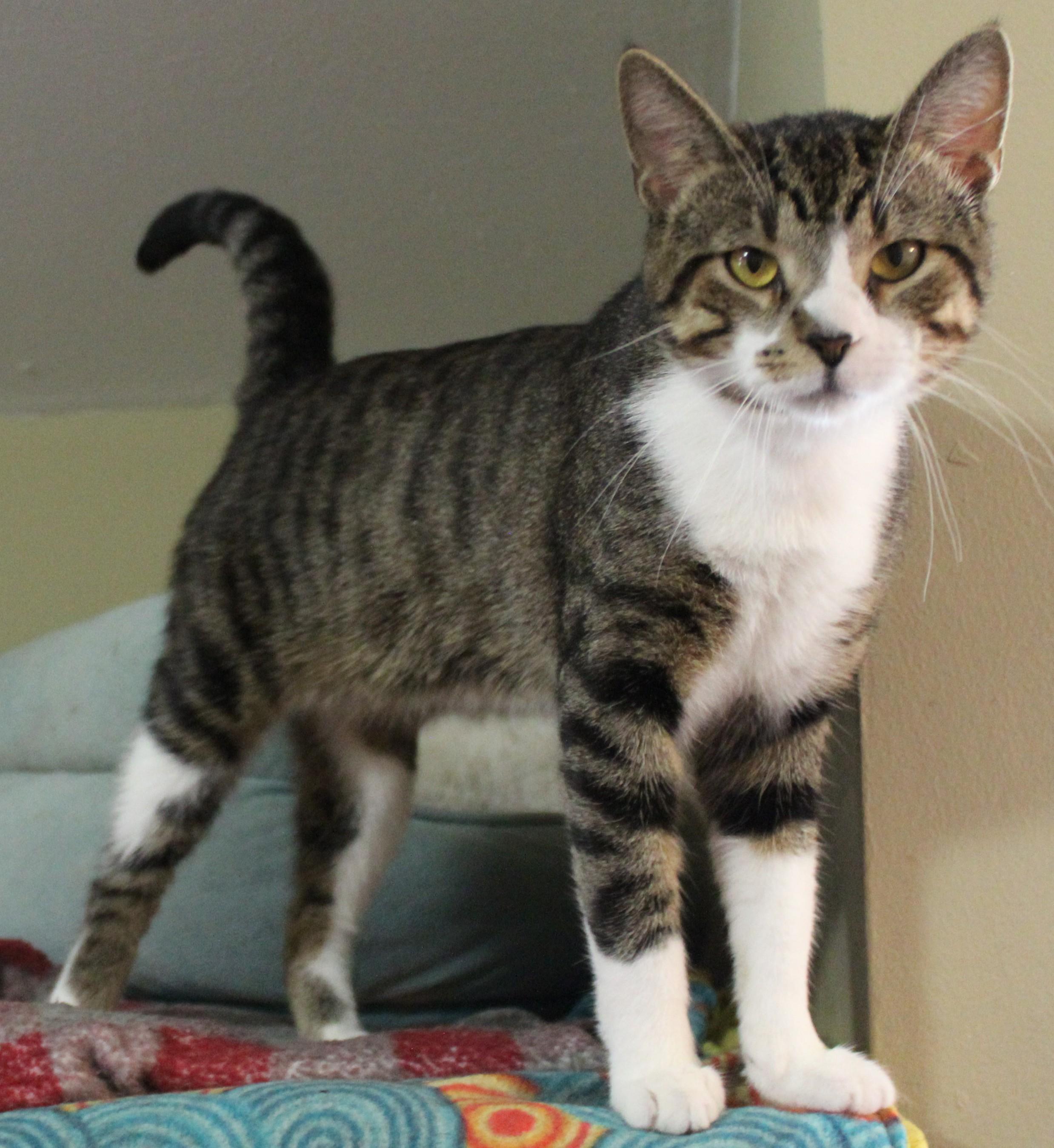 Enlarge Tanner, a Adoptable mixed breed in Huron, SD image 1/5