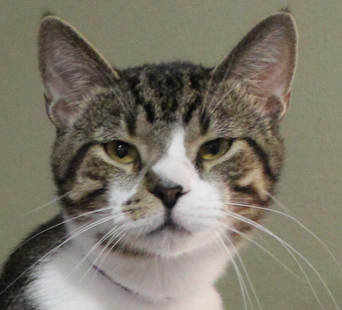 Enlarge Tanner, a Adoptable mixed breed in Huron, SD image 4/5