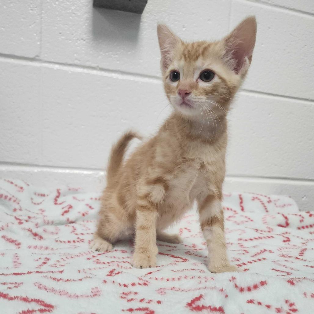 Buford, Adopted, Kitten Male Domestic Short Hair.