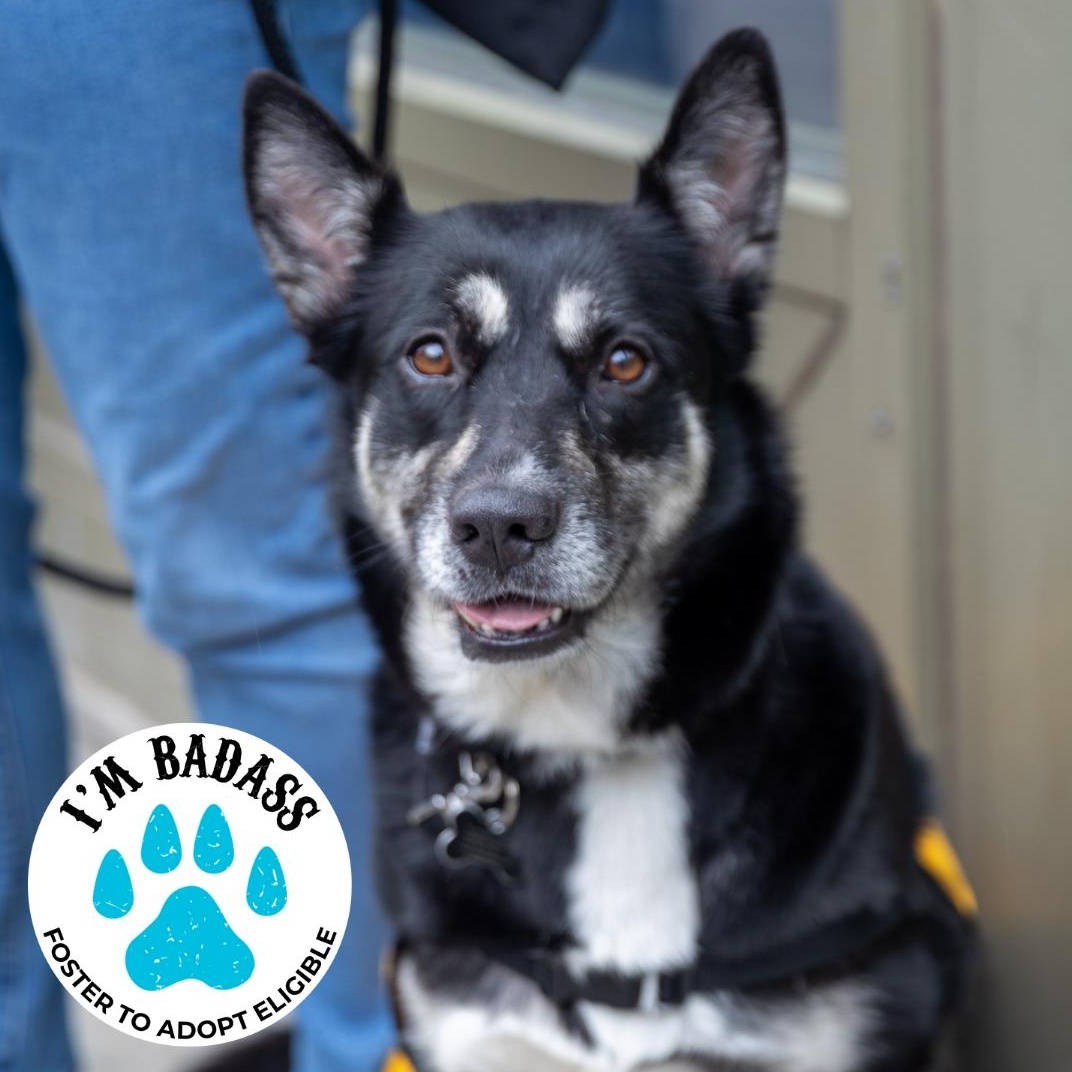 Enlarge Cadillac Ranch, an adopted German Shepherd Dog in Brooklyn, NY image 1/5