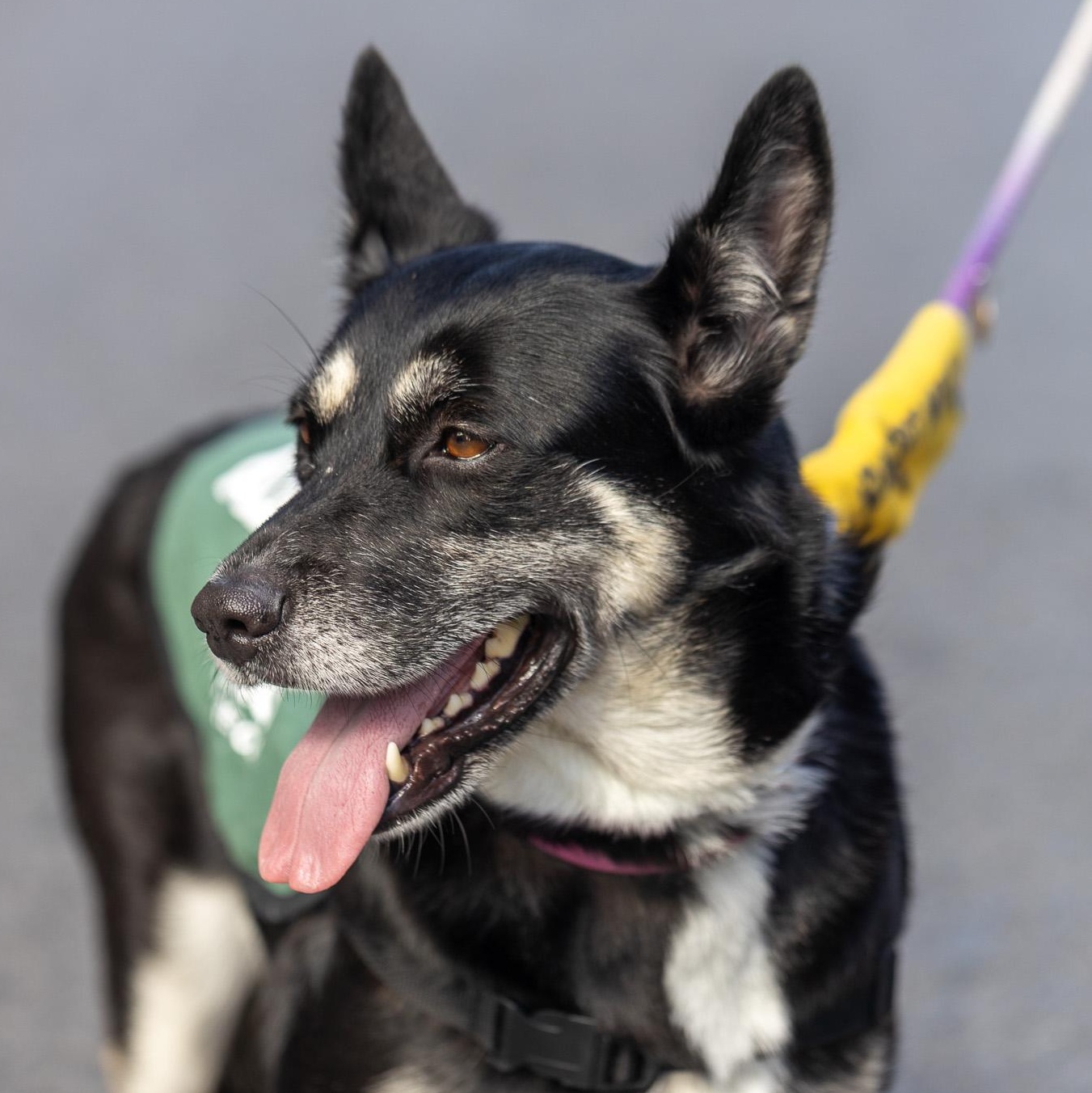Enlarge Cadillac Ranch, an adopted German Shepherd Dog in Brooklyn, NY image 2/5