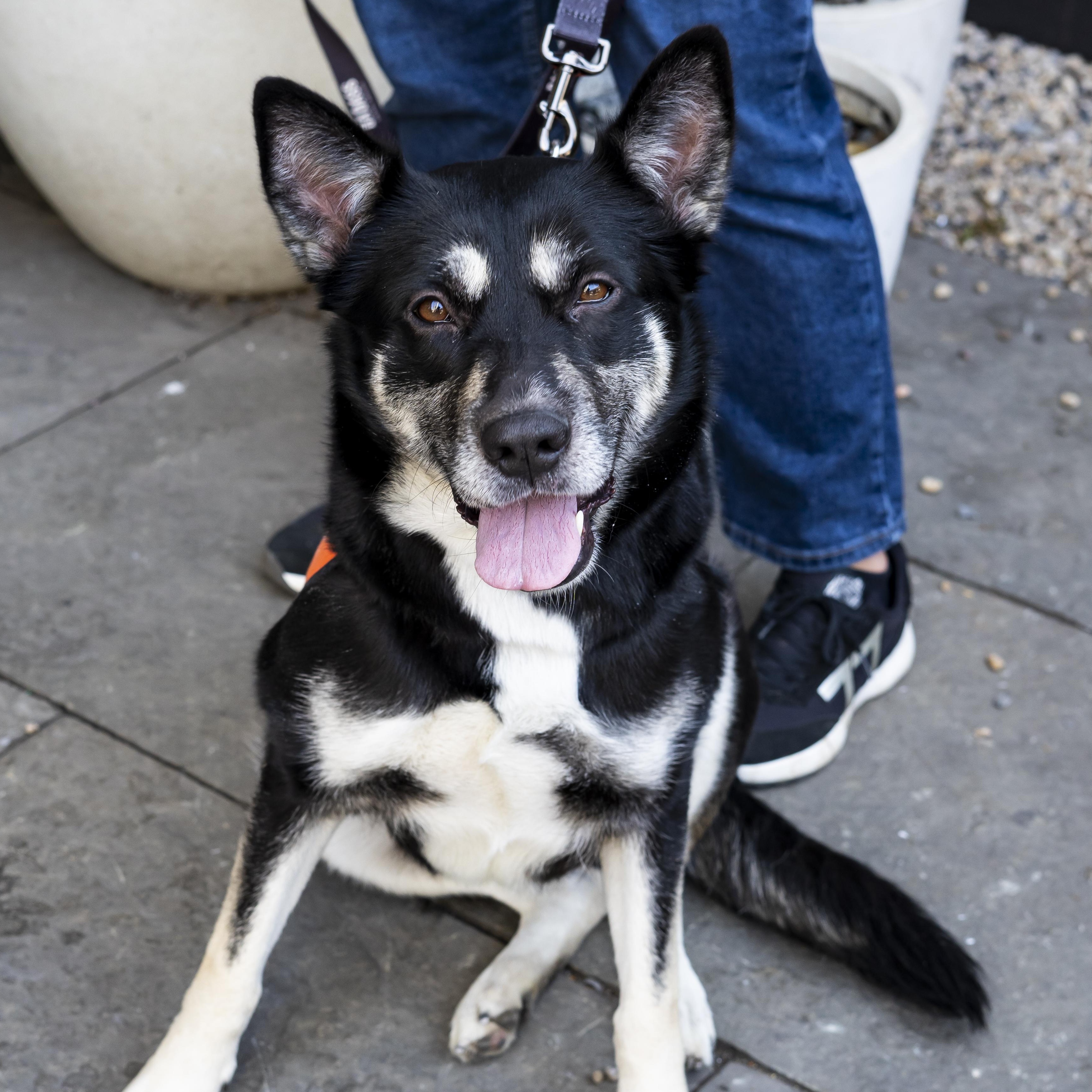 Enlarge Cadillac Ranch, an adopted German Shepherd Dog in Brooklyn, NY image 3/5