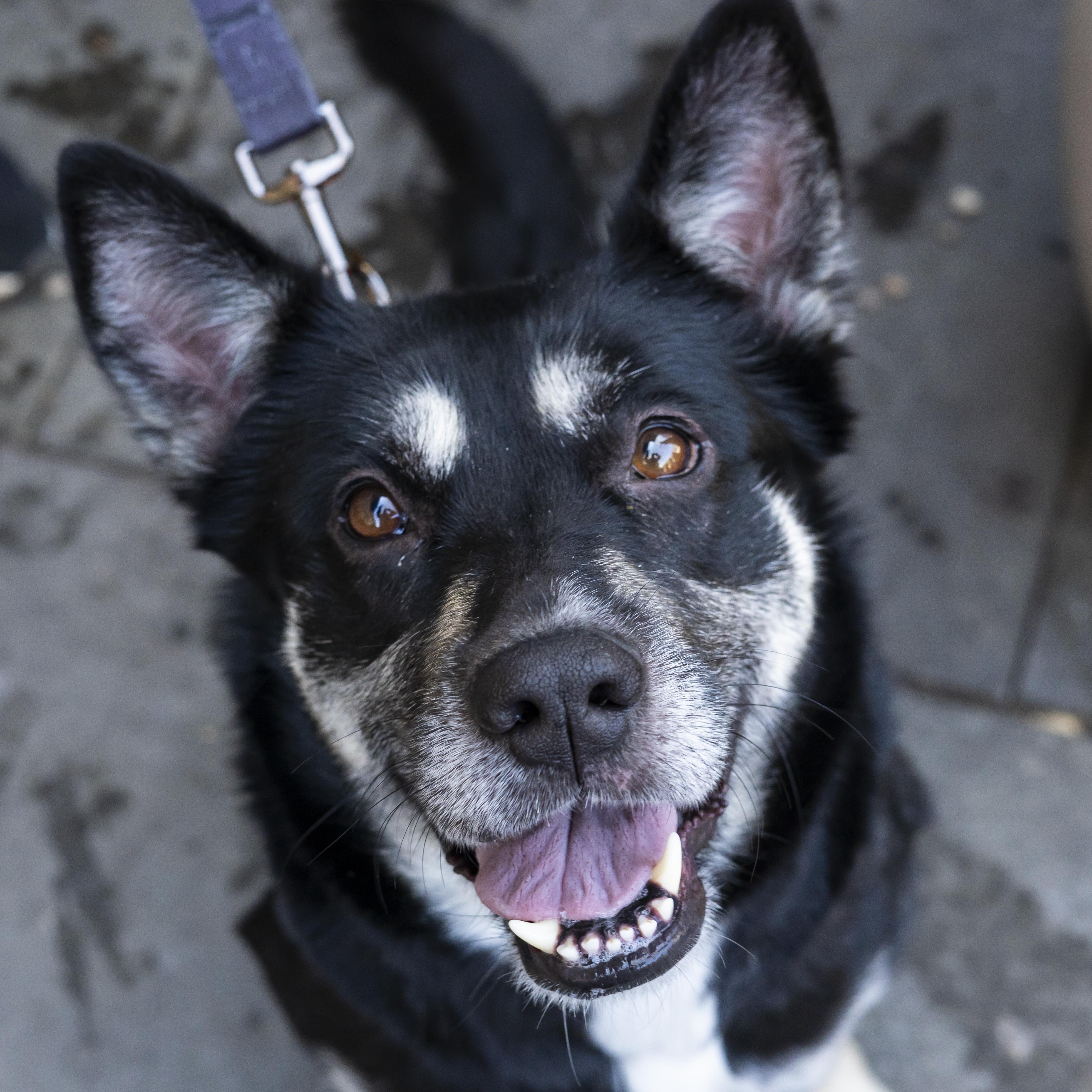 Enlarge Cadillac Ranch, an adopted German Shepherd Dog in Brooklyn, NY image 4/5