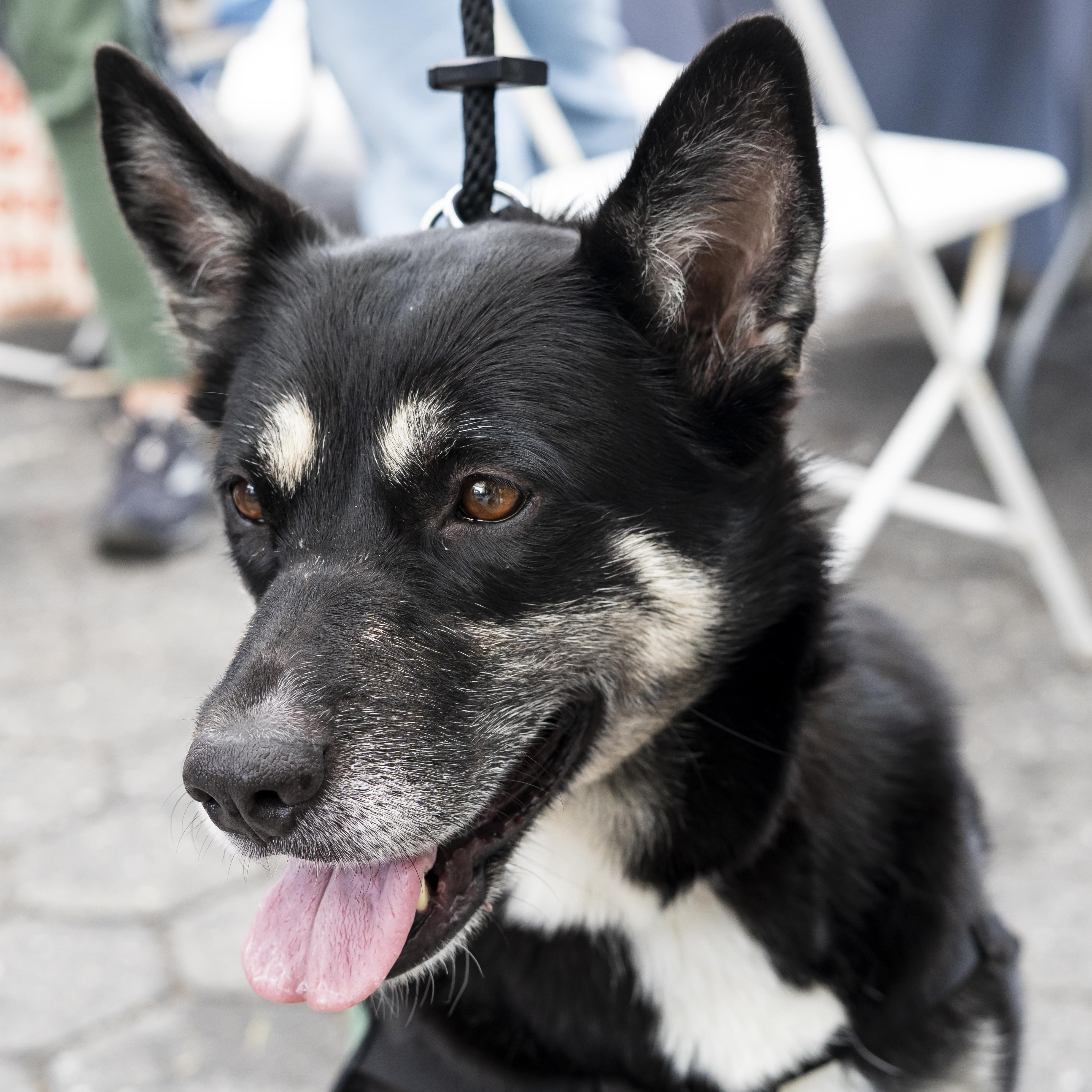 Enlarge Cadillac Ranch, an adopted German Shepherd Dog in Brooklyn, NY image 5/5