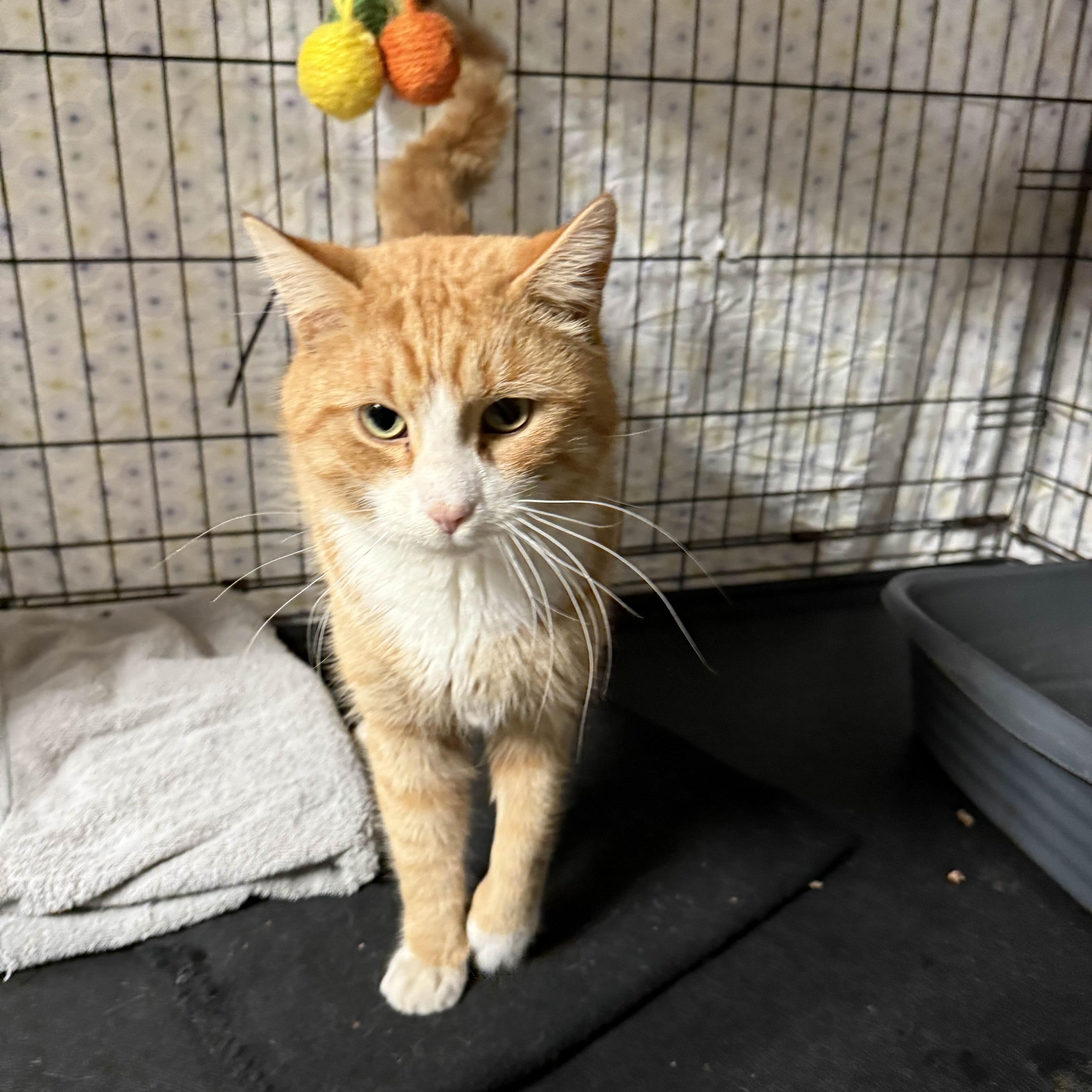 Enlarge Karlton, a ADOPTABLE American Shorthair in Weehawken, NJ image 2/3