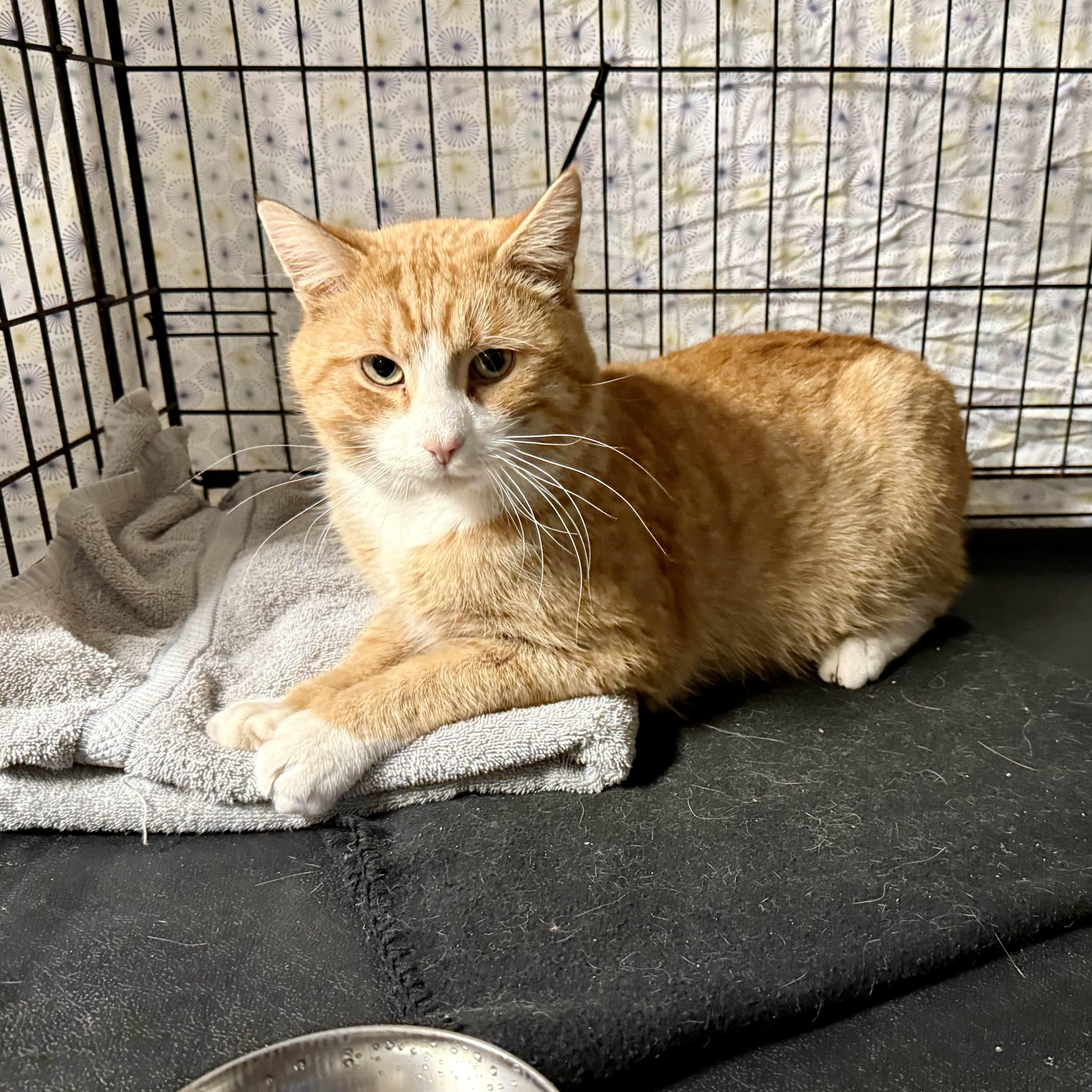 Enlarge Karlton, a ADOPTABLE American Shorthair in Weehawken, NJ image 3/3