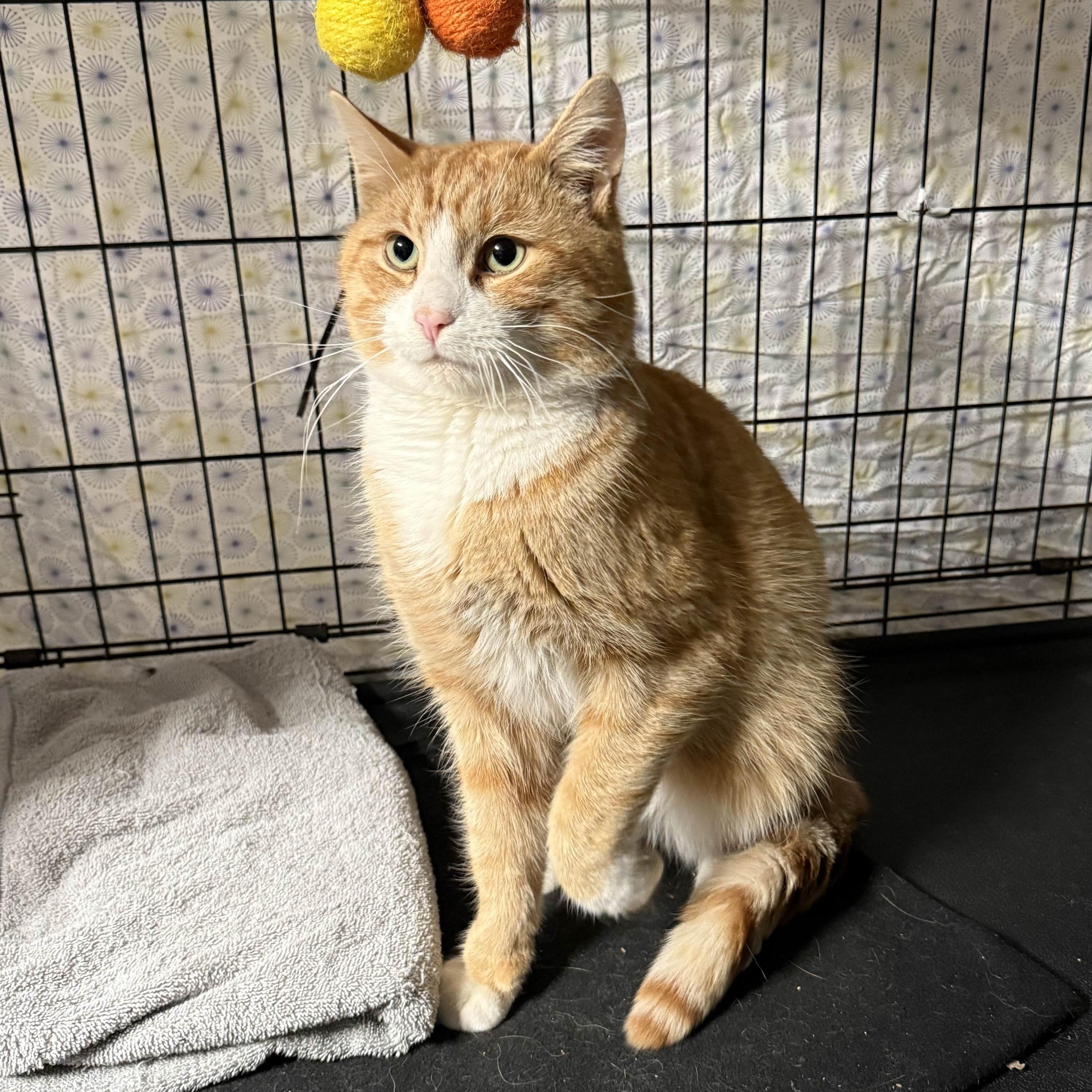 Karlton, ADOPTABLE, Young Male American Shorthair.