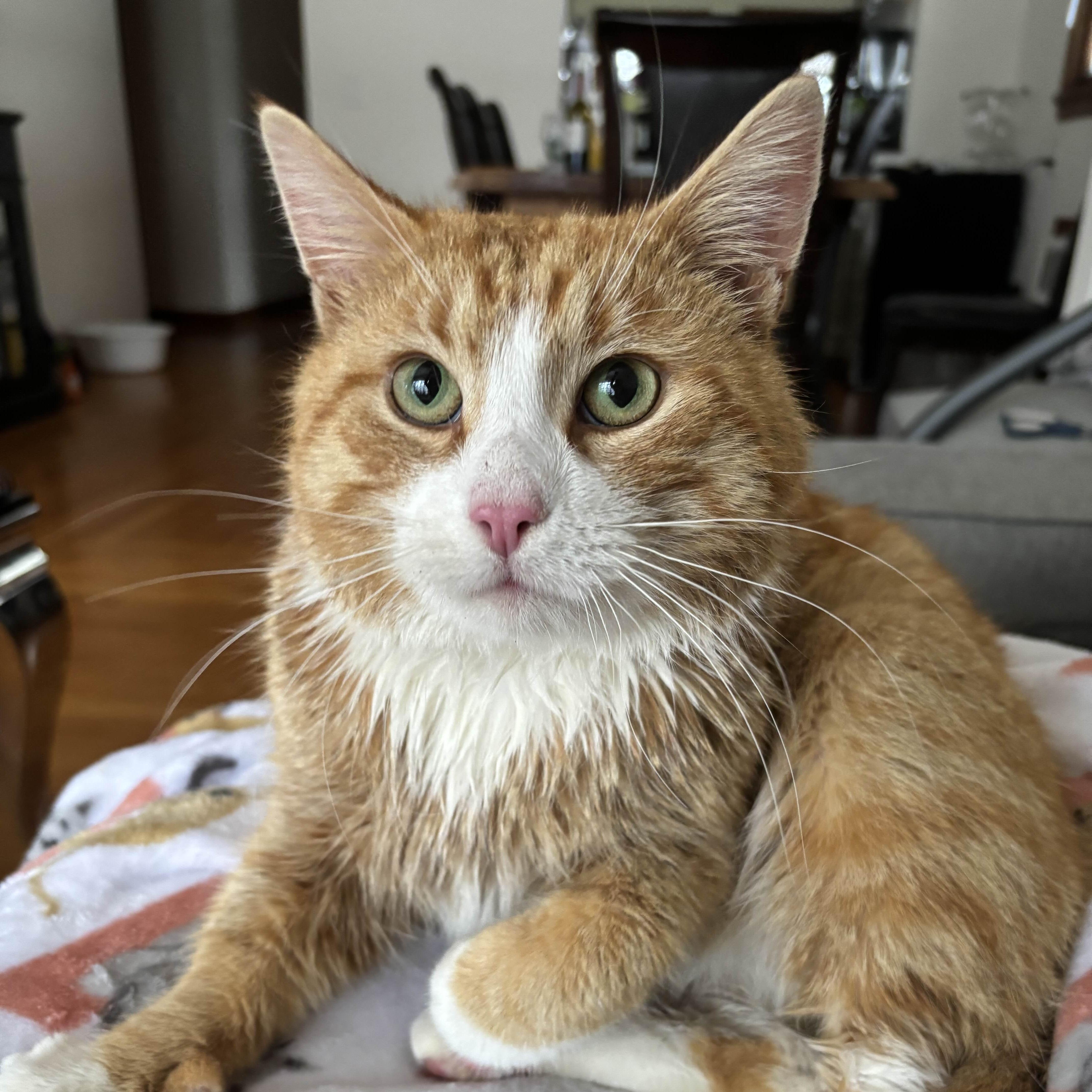 Karlton, ADOPTABLE, Young Male American Shorthair.