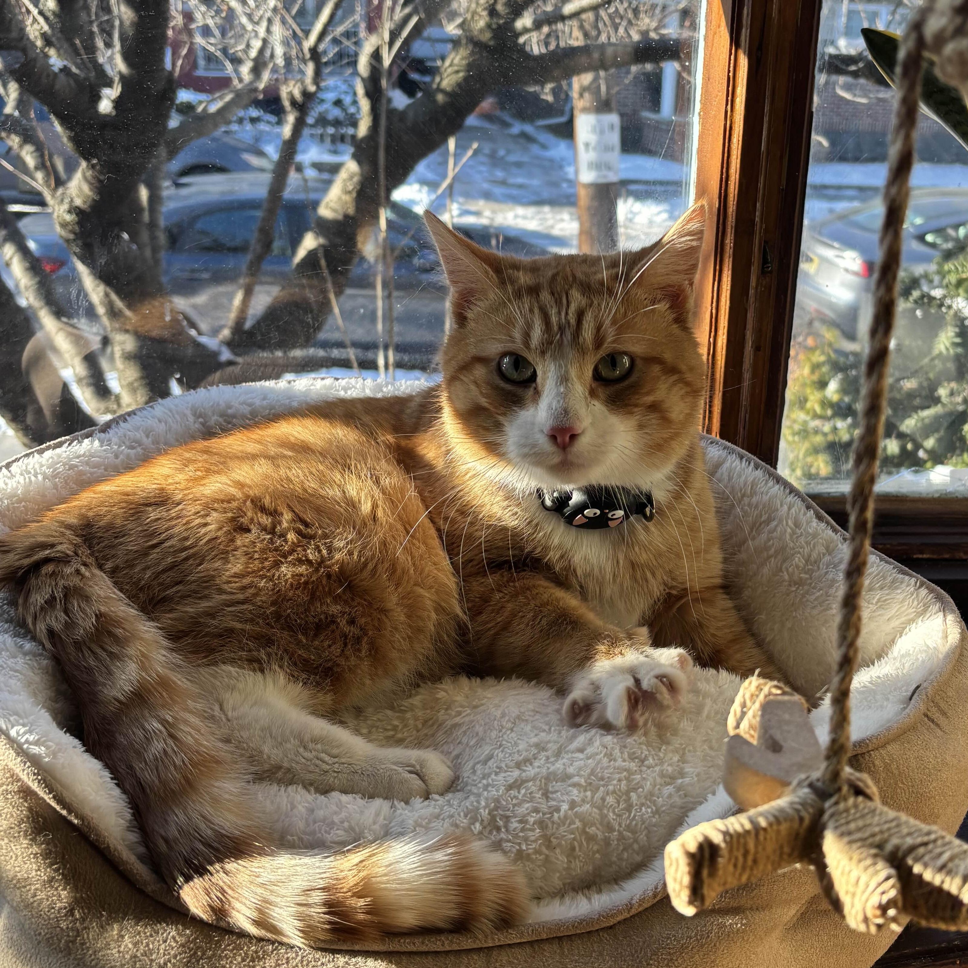 Karlton, ADOPTABLE, Young Male American Shorthair.