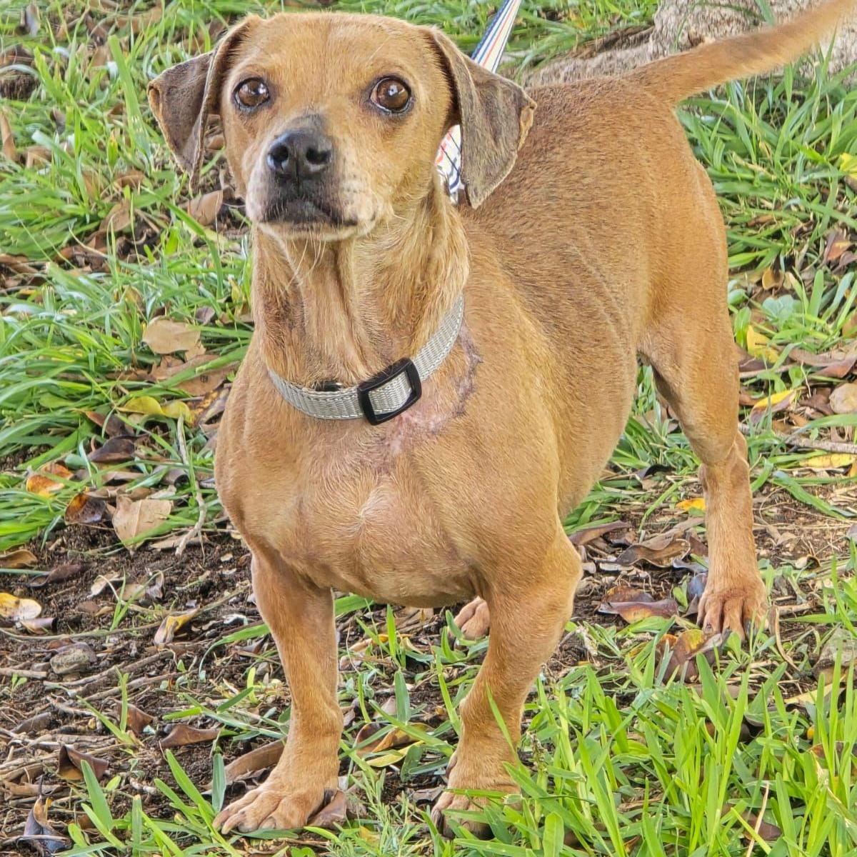 Enlarge Dubby, a ADOPTABLE mixed breed in Tijuana, BCN image 2/4