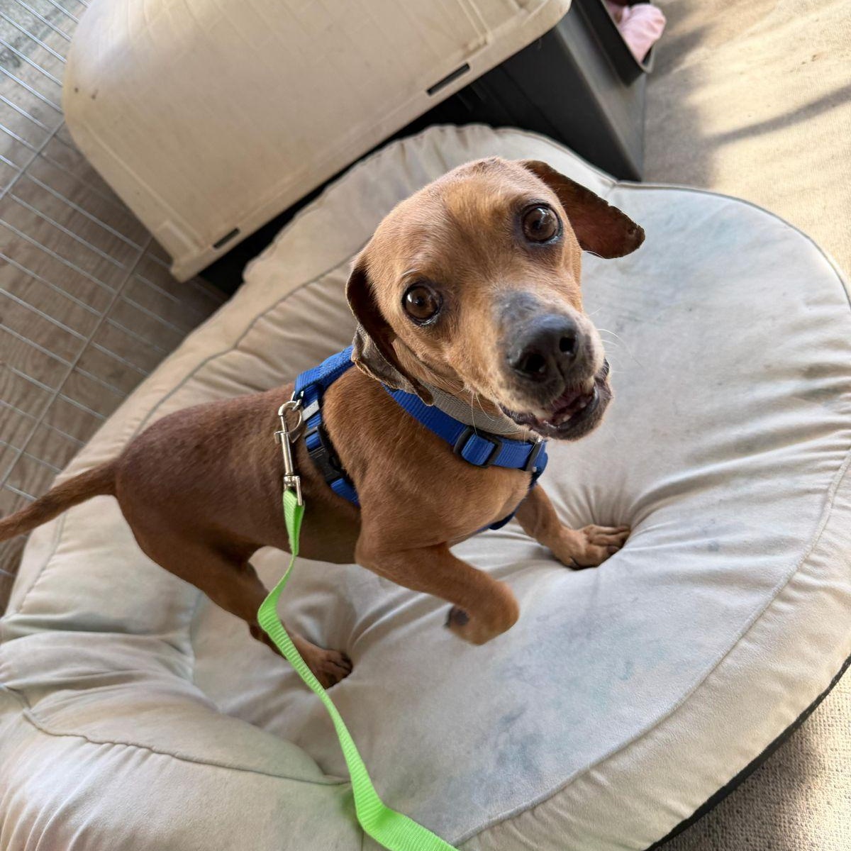 Enlarge Dubby, a ADOPTABLE mixed breed in Tijuana, BCN image 4/4