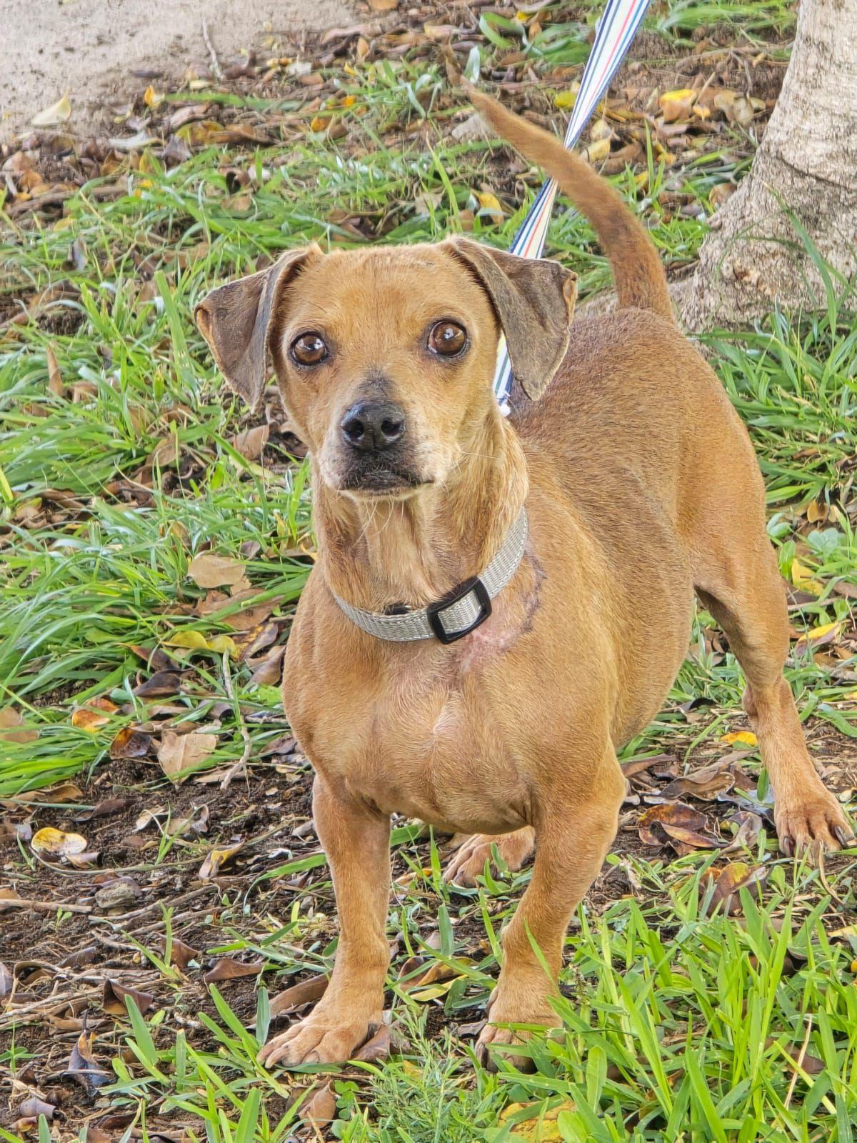 Enlarge Dubby, a ADOPTABLE mixed breed in Tijuana, BCN image 1/4